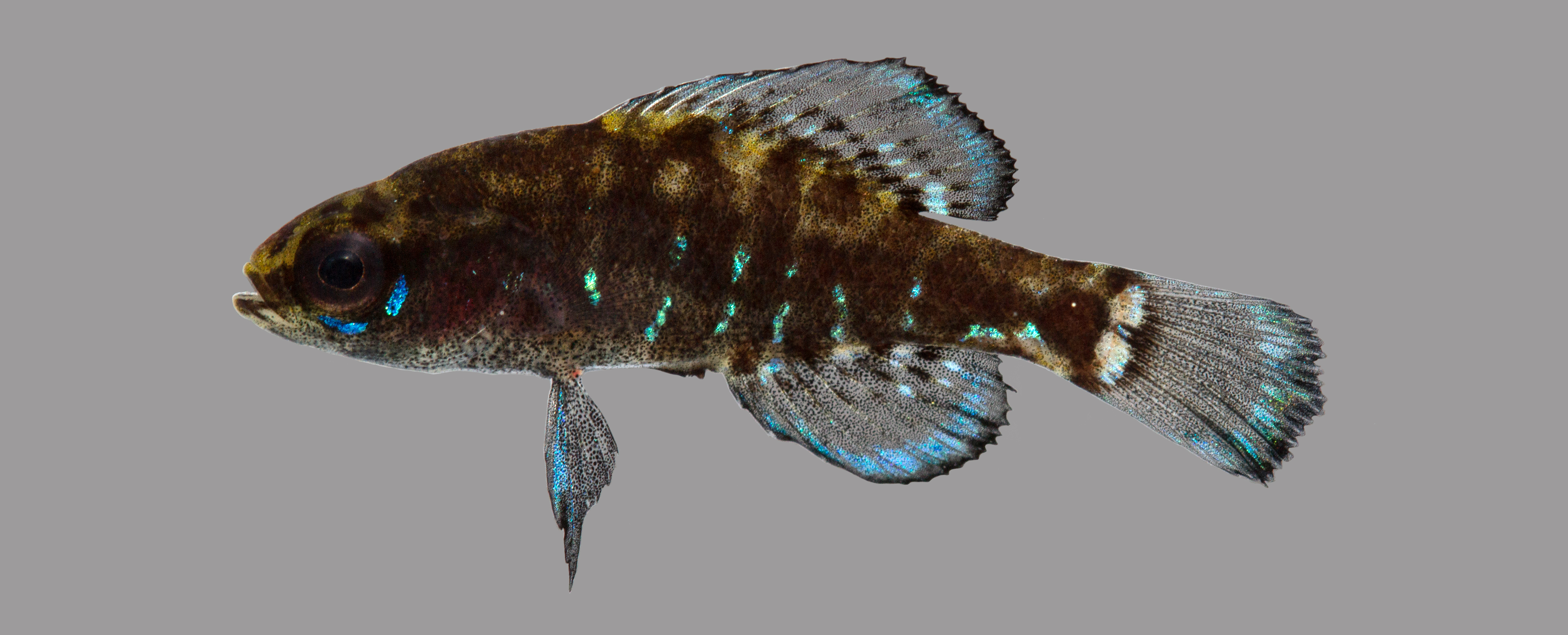 Elassoma okefenokee thumbnail