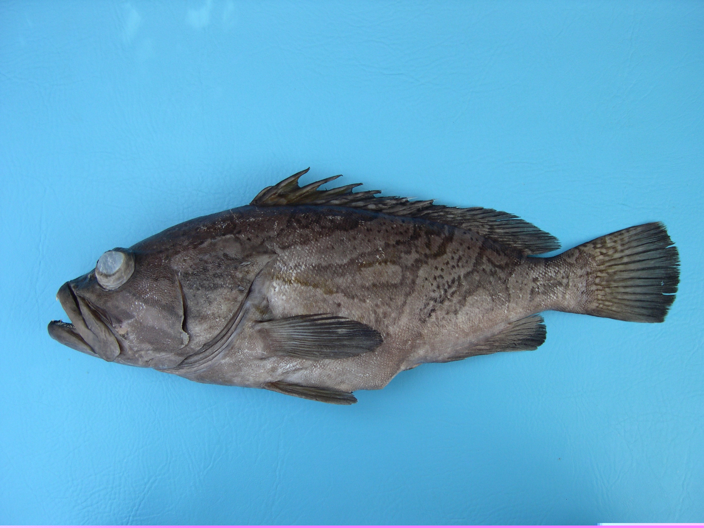 Oblique-banded grouper (Epinephelus radiatus) — Serranidae — 5