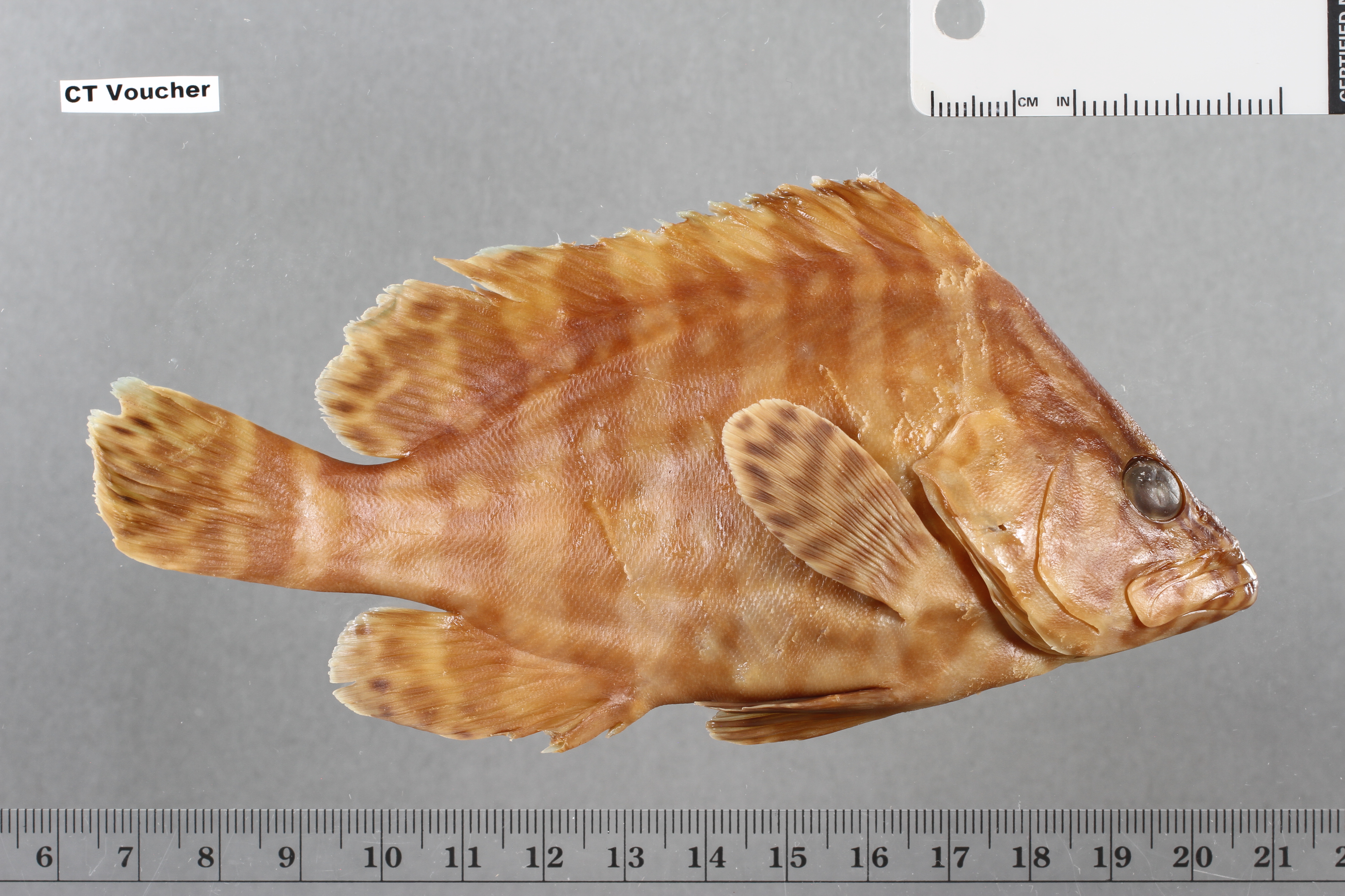 Dermatolepis dermatolepis thumbnail