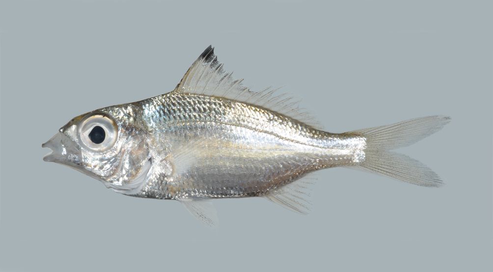 Bigeye mojarra (Eucinostomus havana) — Gerreidae — 2