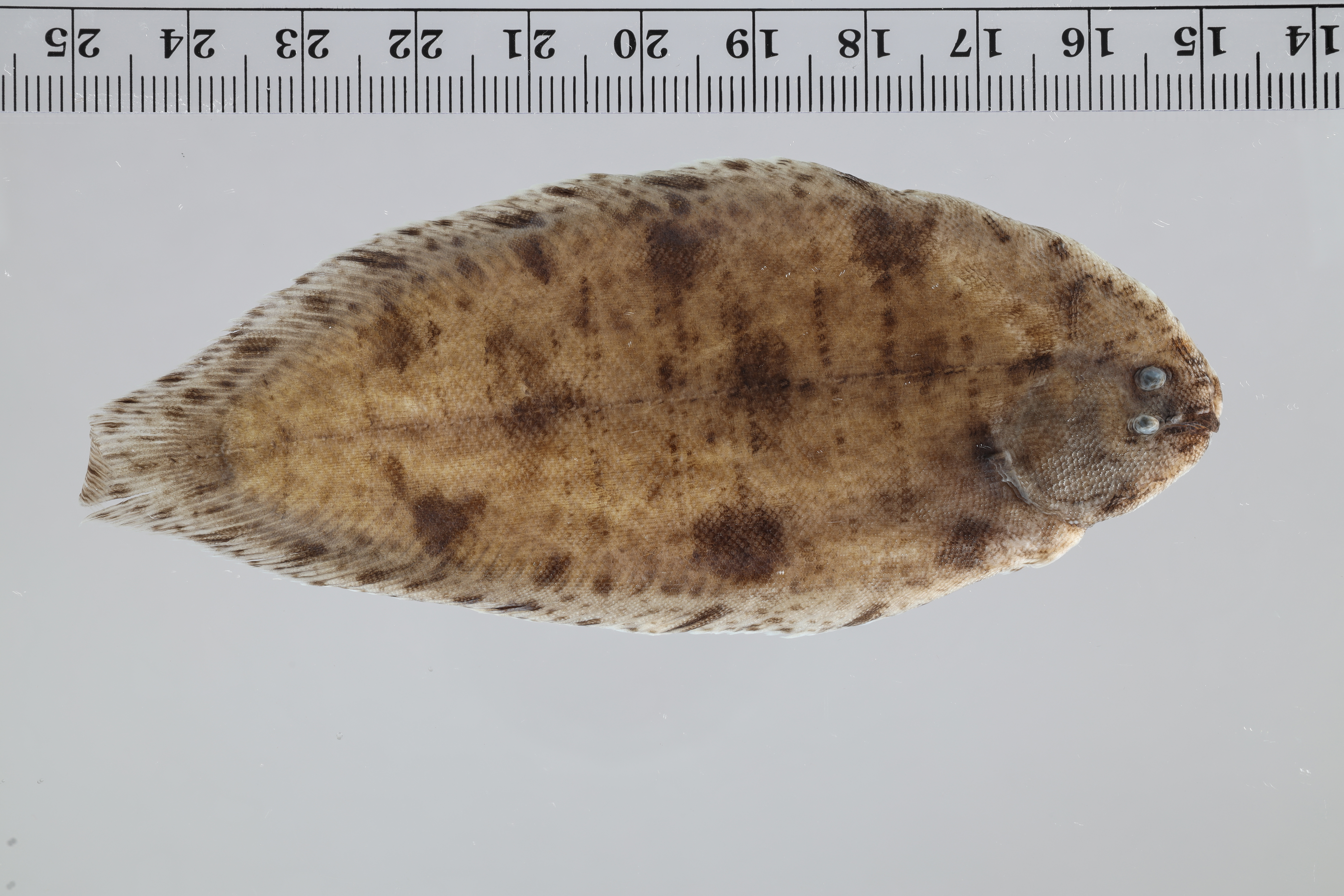 Zoetwater-tongschar (Brachirus panoides) — Soleidae — 2