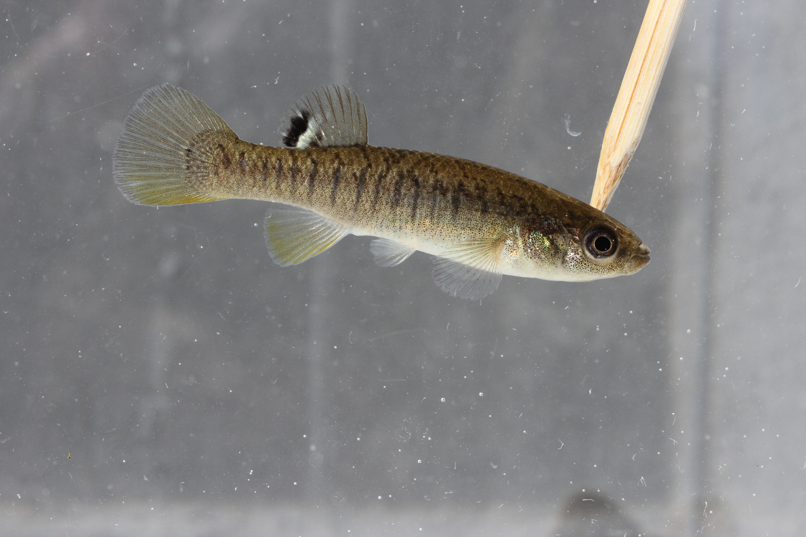 Fundulus confluentus