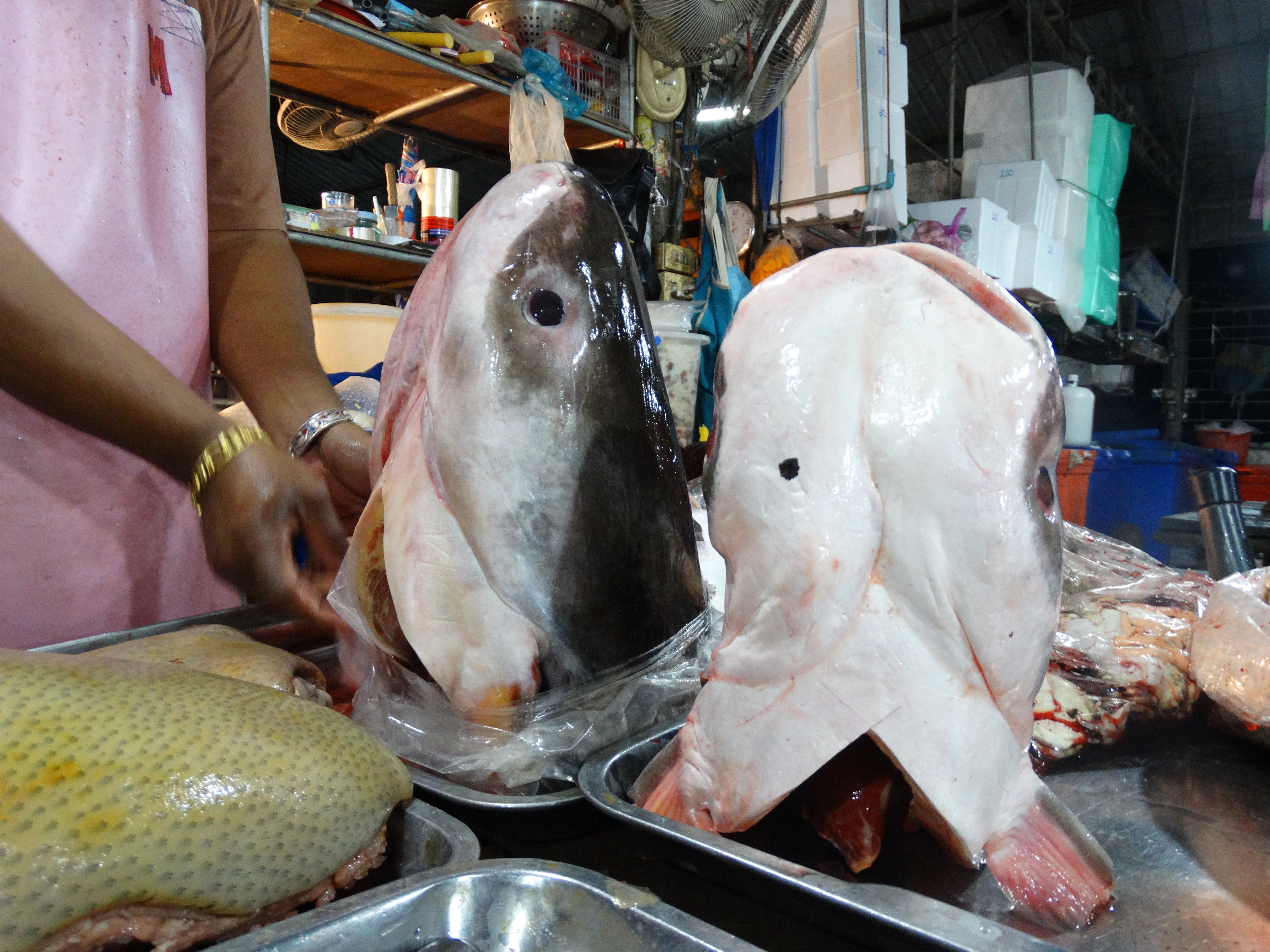 Pangasianodon