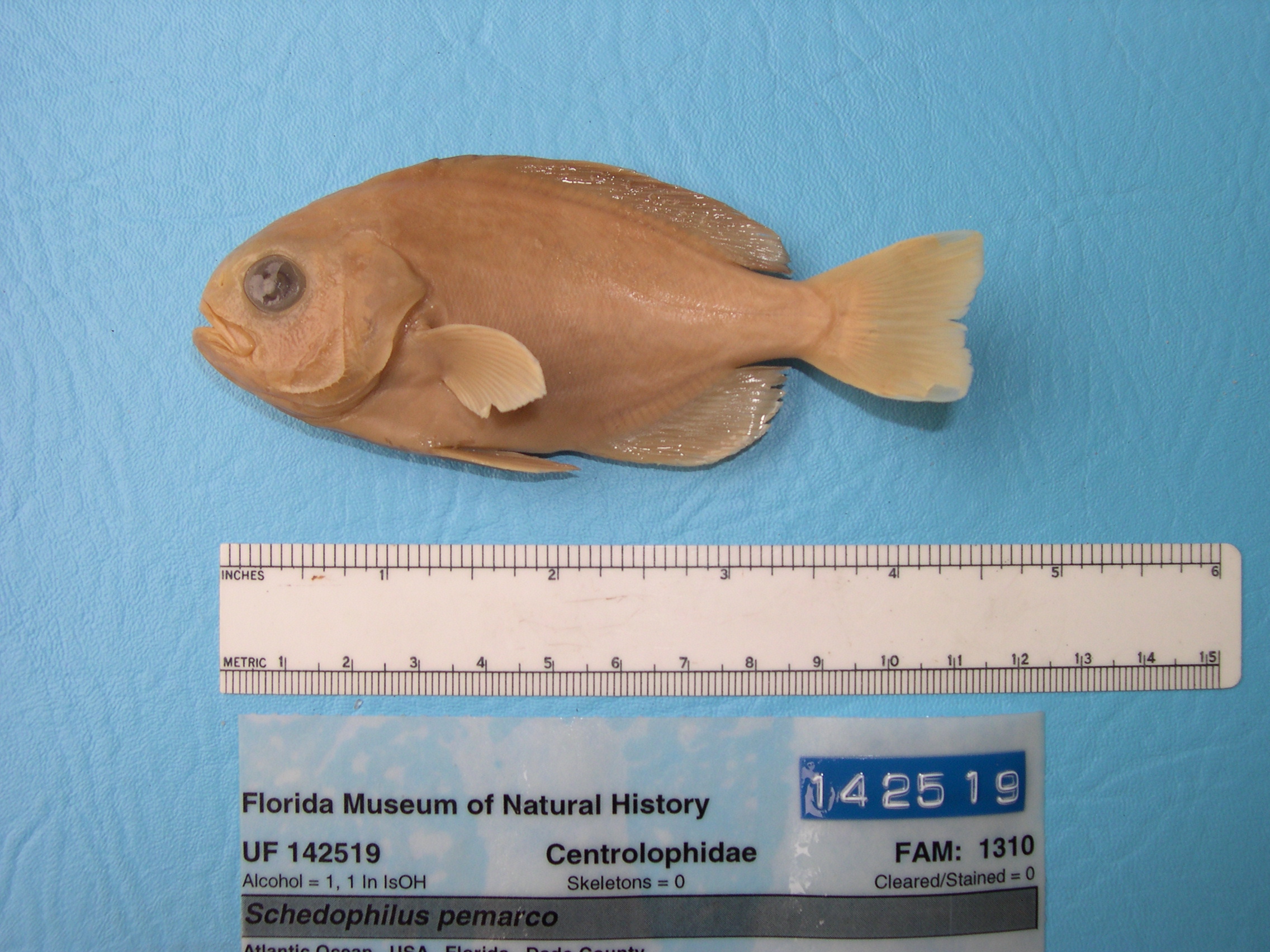 Pemarco blackfish (Schedophilus pemarco) — Centrolophidae