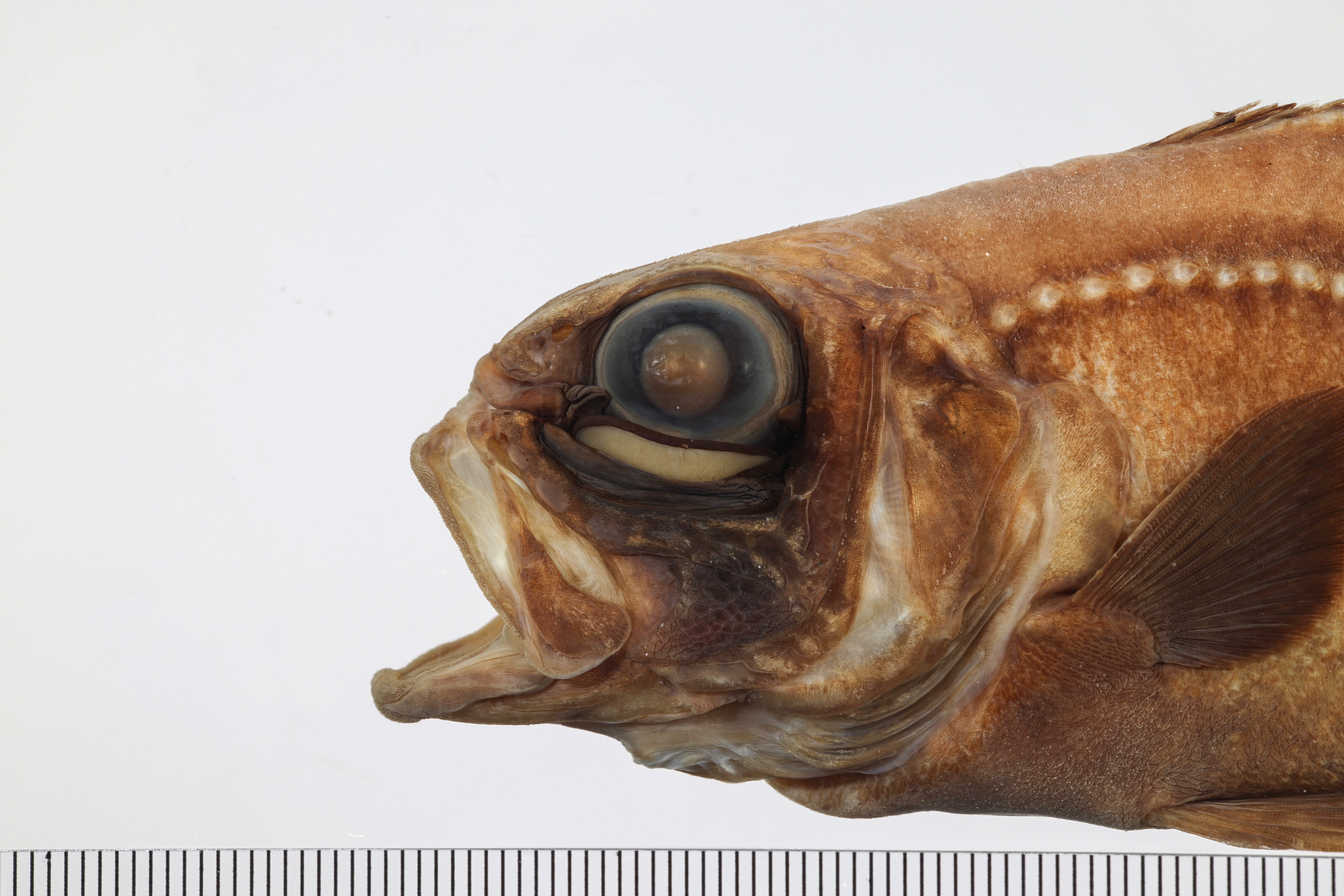 Atlantic flashlightfish (Kryptophanaron alfredi) — Anomalopidae