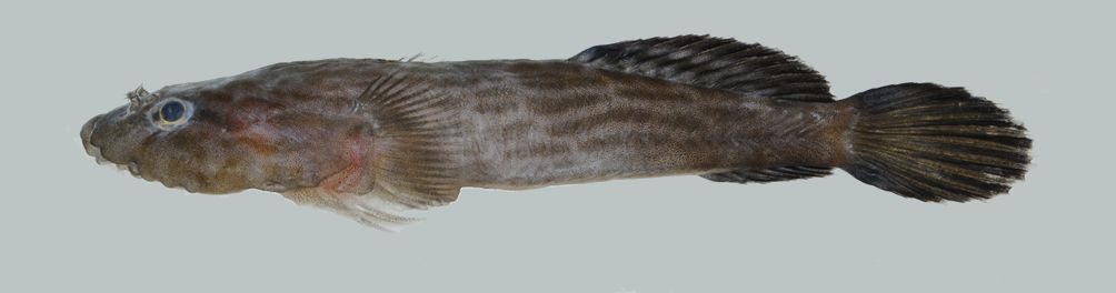 Zwartvin-schildvis (Gobiesox nigripinnis) — Gobiesocidae — 2