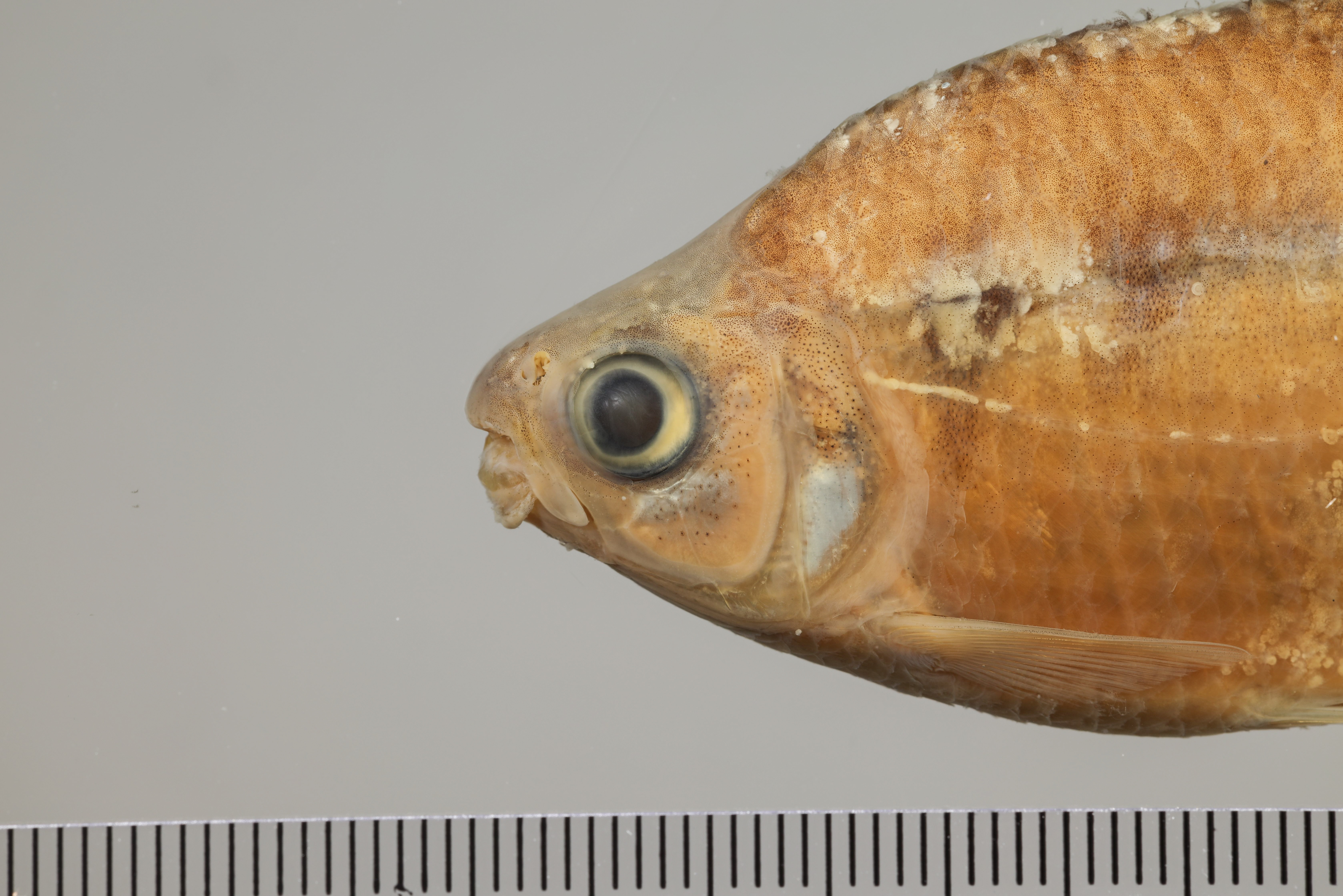 Panama tetra (Astyanax ruberrimus) — Characidae