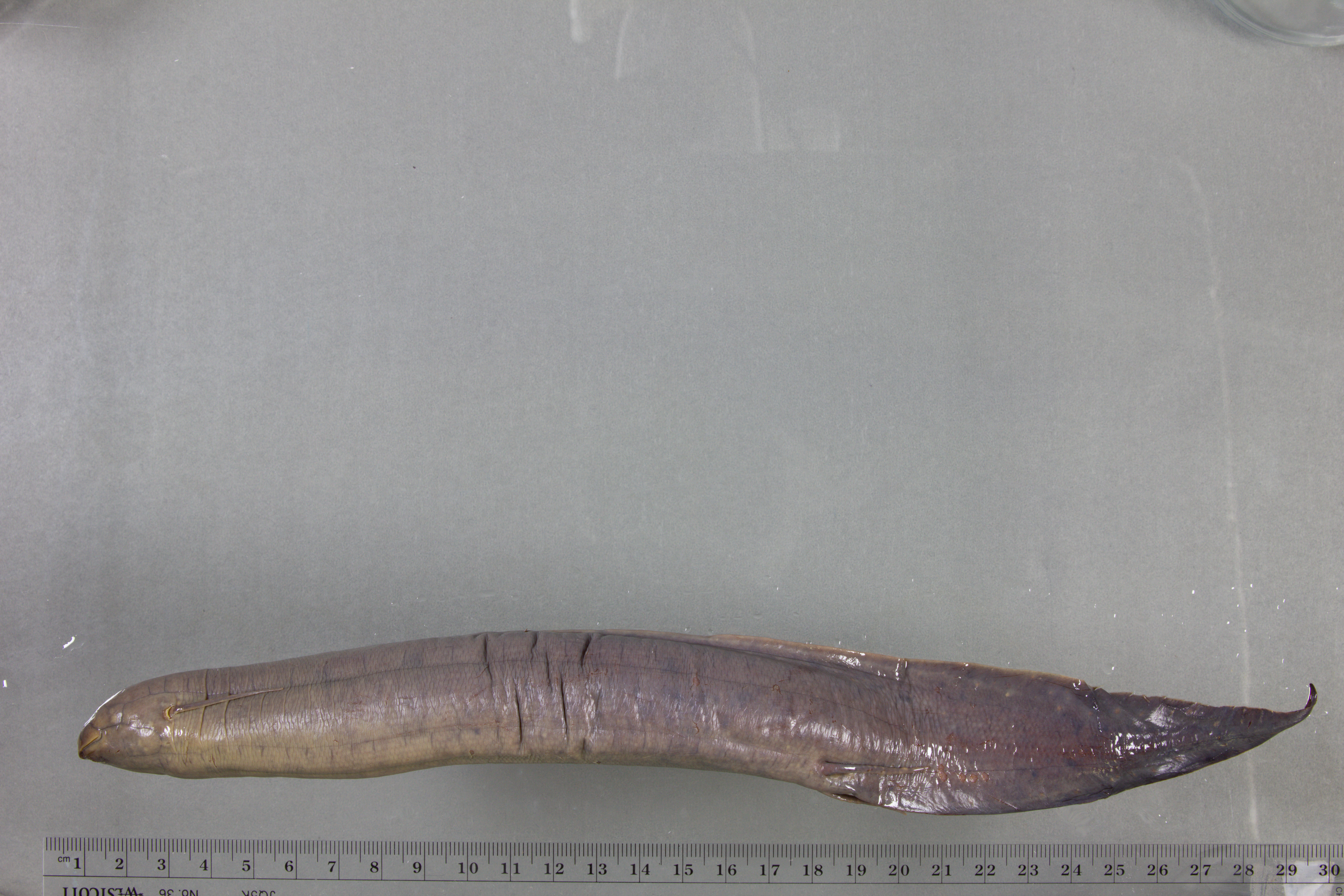 South American lungfish (Lepidosiren paradoxa) — Lepidosirenidae — 3