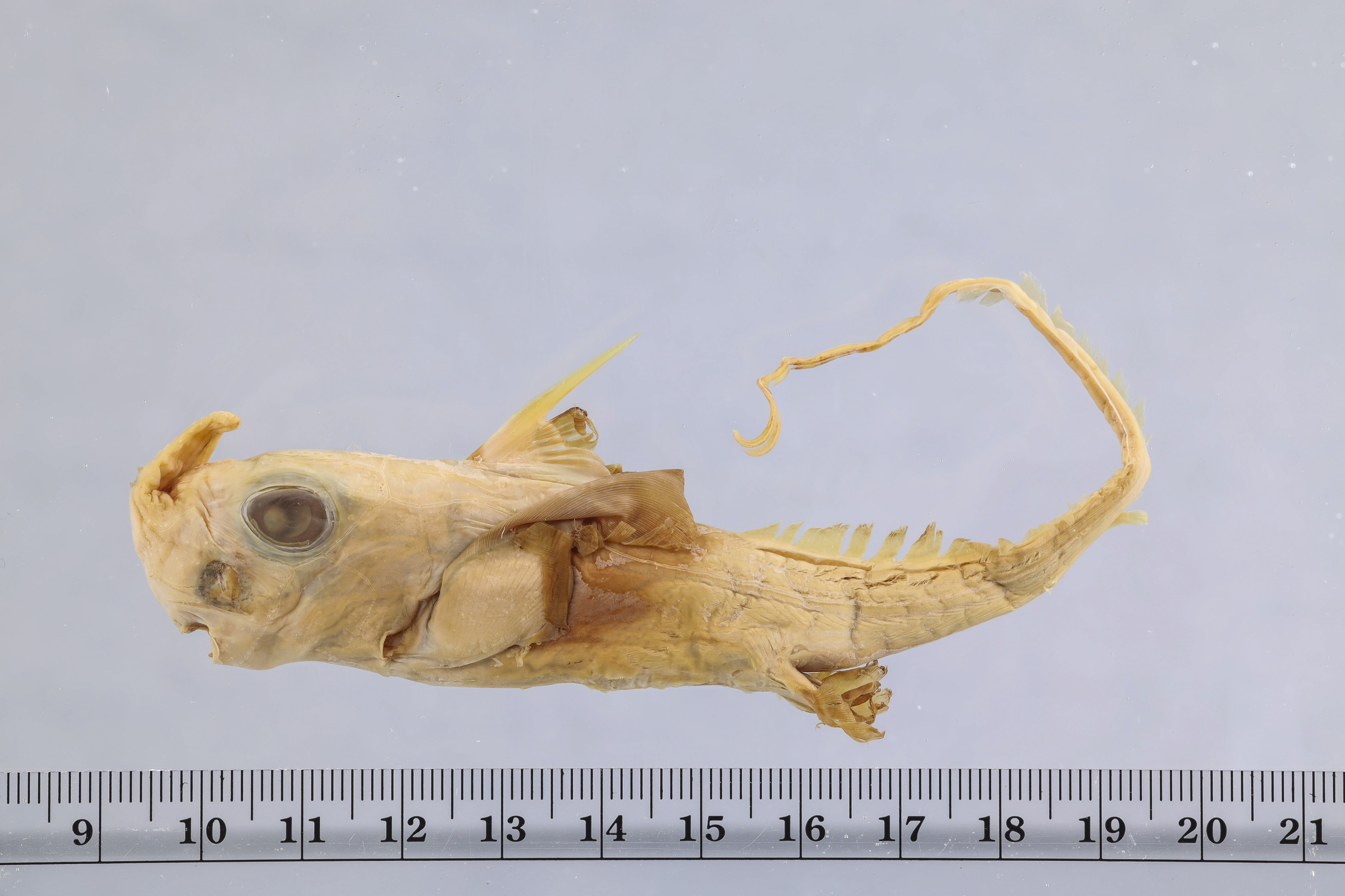Sicklefin chimaera (Neoharriotta pinnata) — Rhinochimaeridae — 4