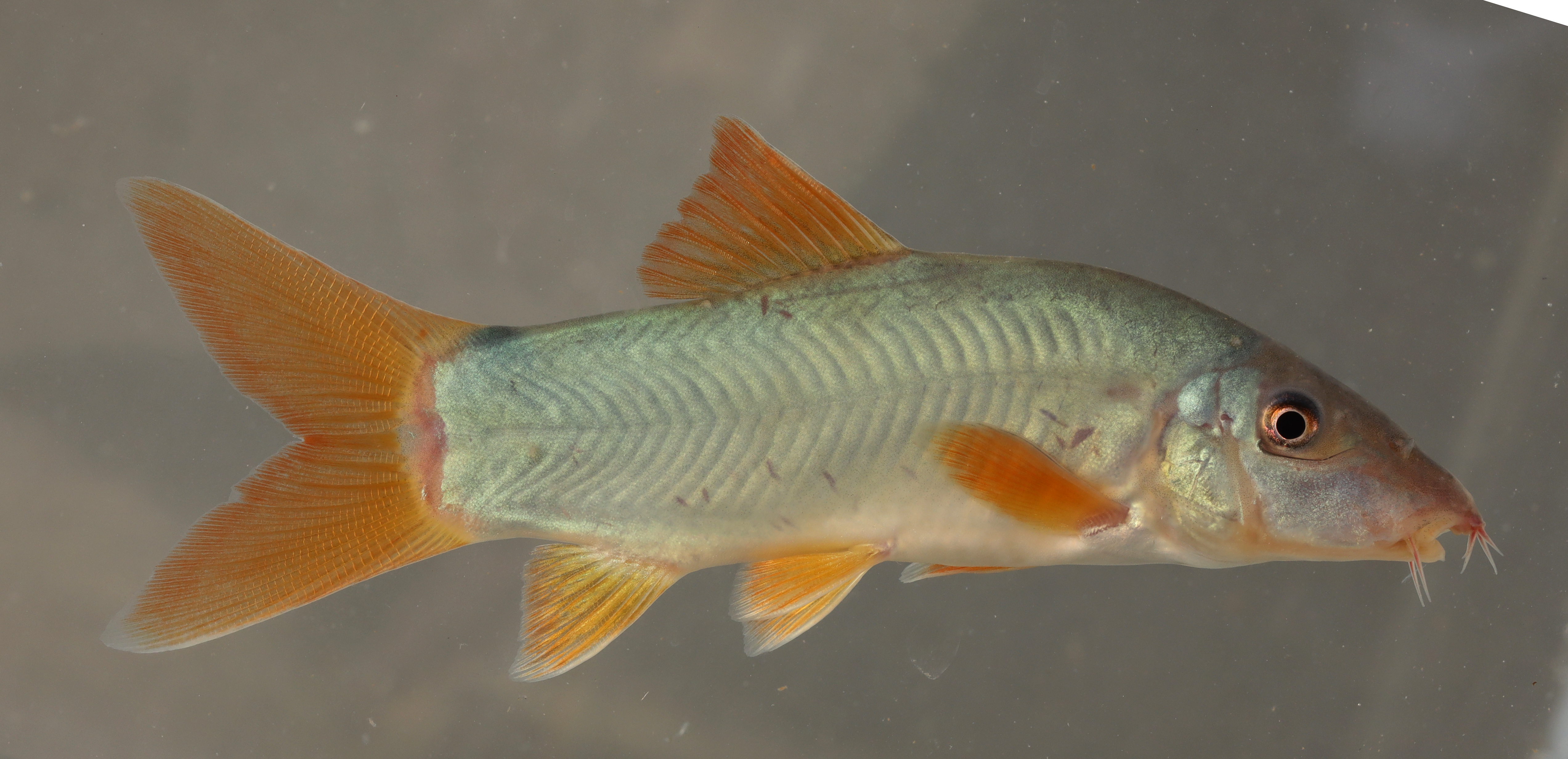 Orangefin loach (Yasuhikotakia modesta) — Cobitidae — 3