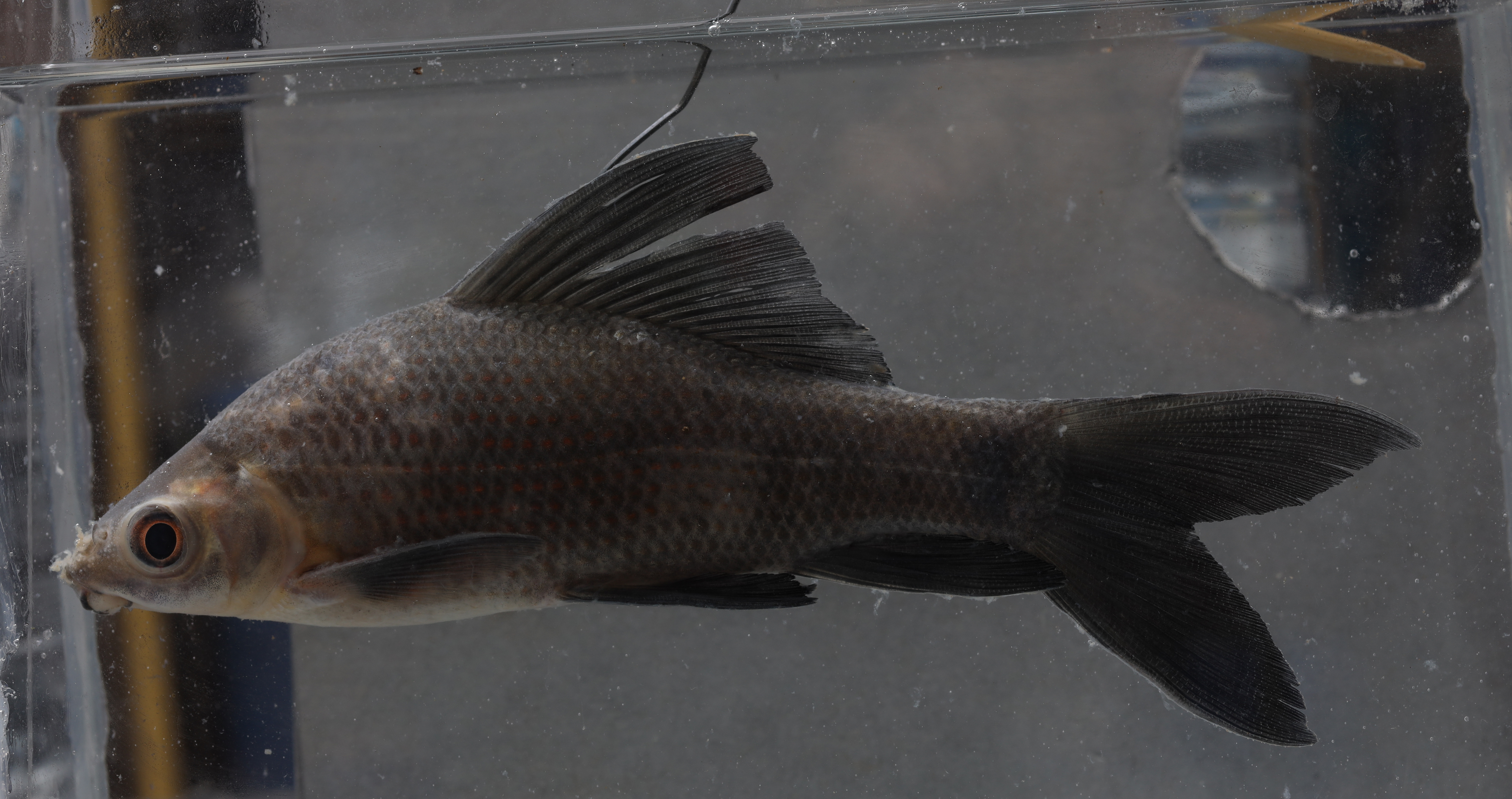 Zwarte haaibarbeel (Labeo chrysophekadion) — Cyprinidae