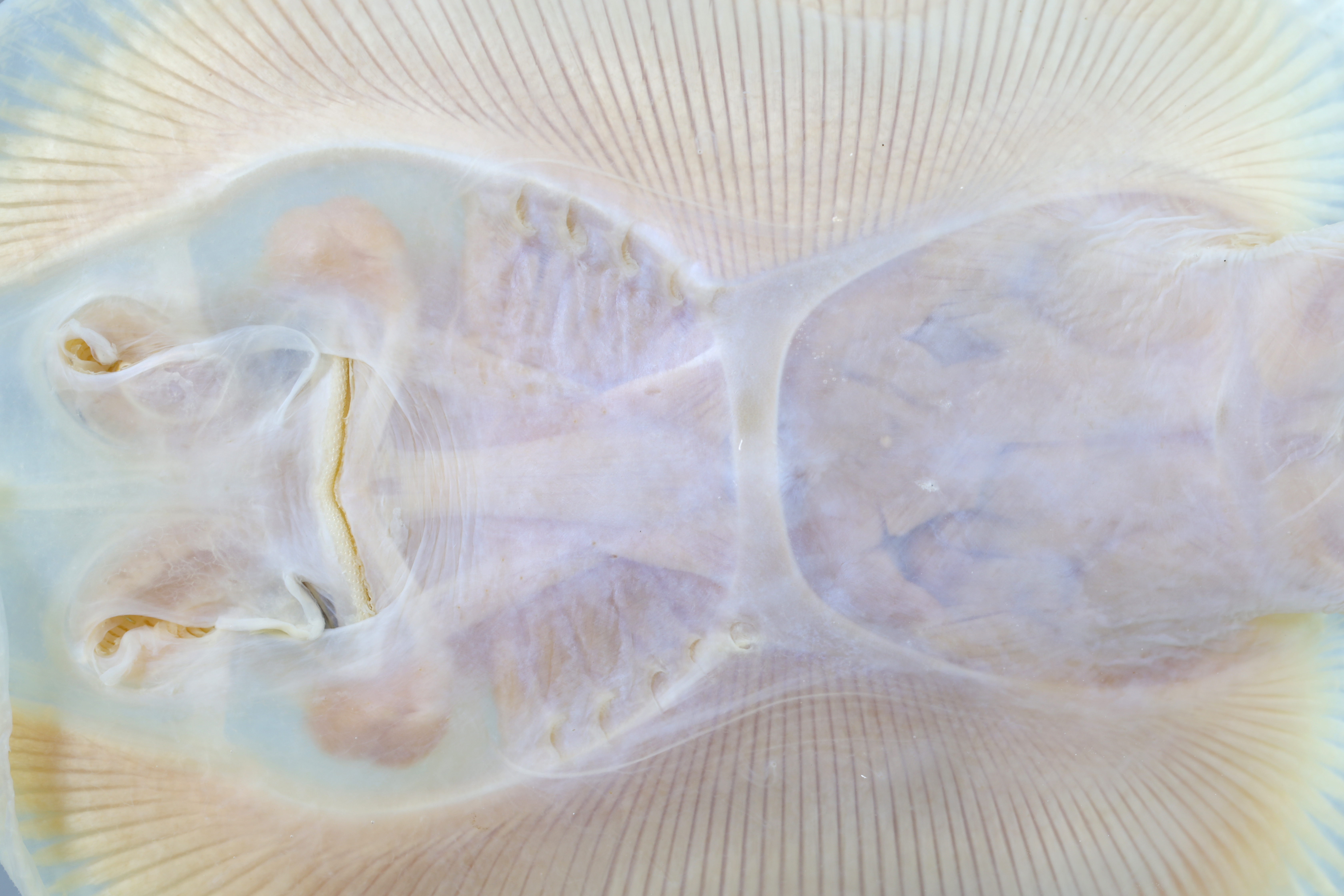 Gurgesiella atlantica thumbnail