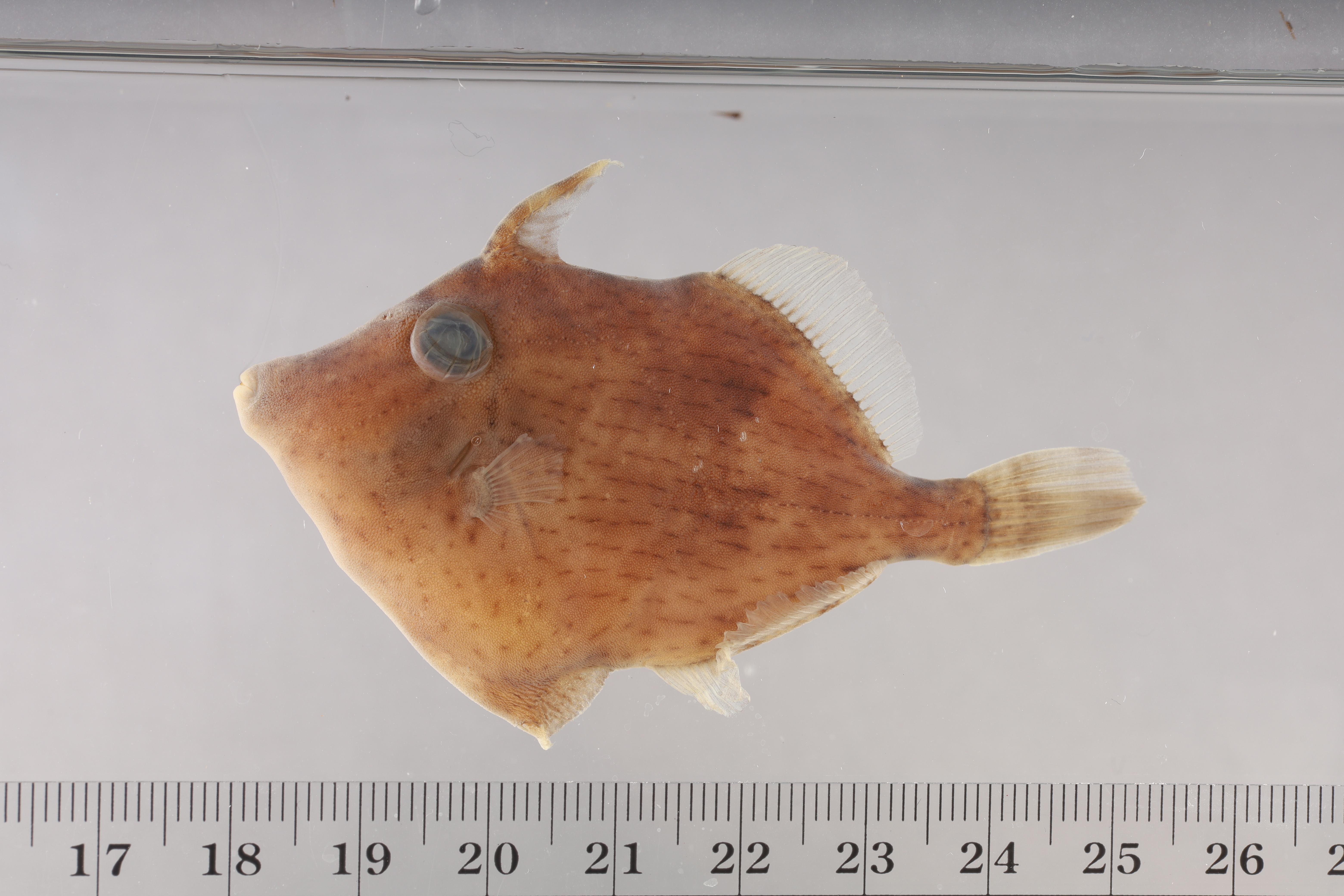 Stephanolepis setifer