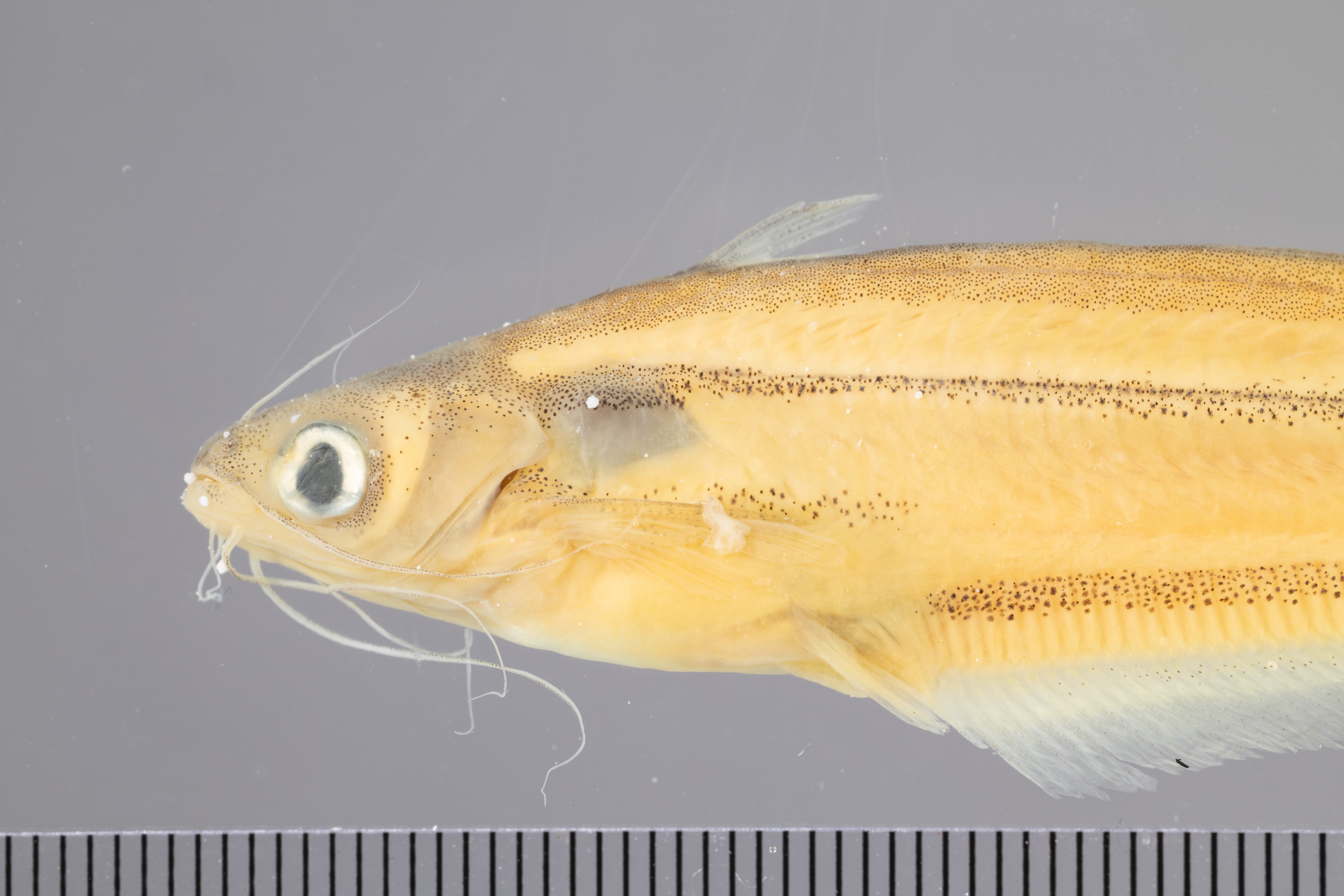 Silver Barbel photo 4