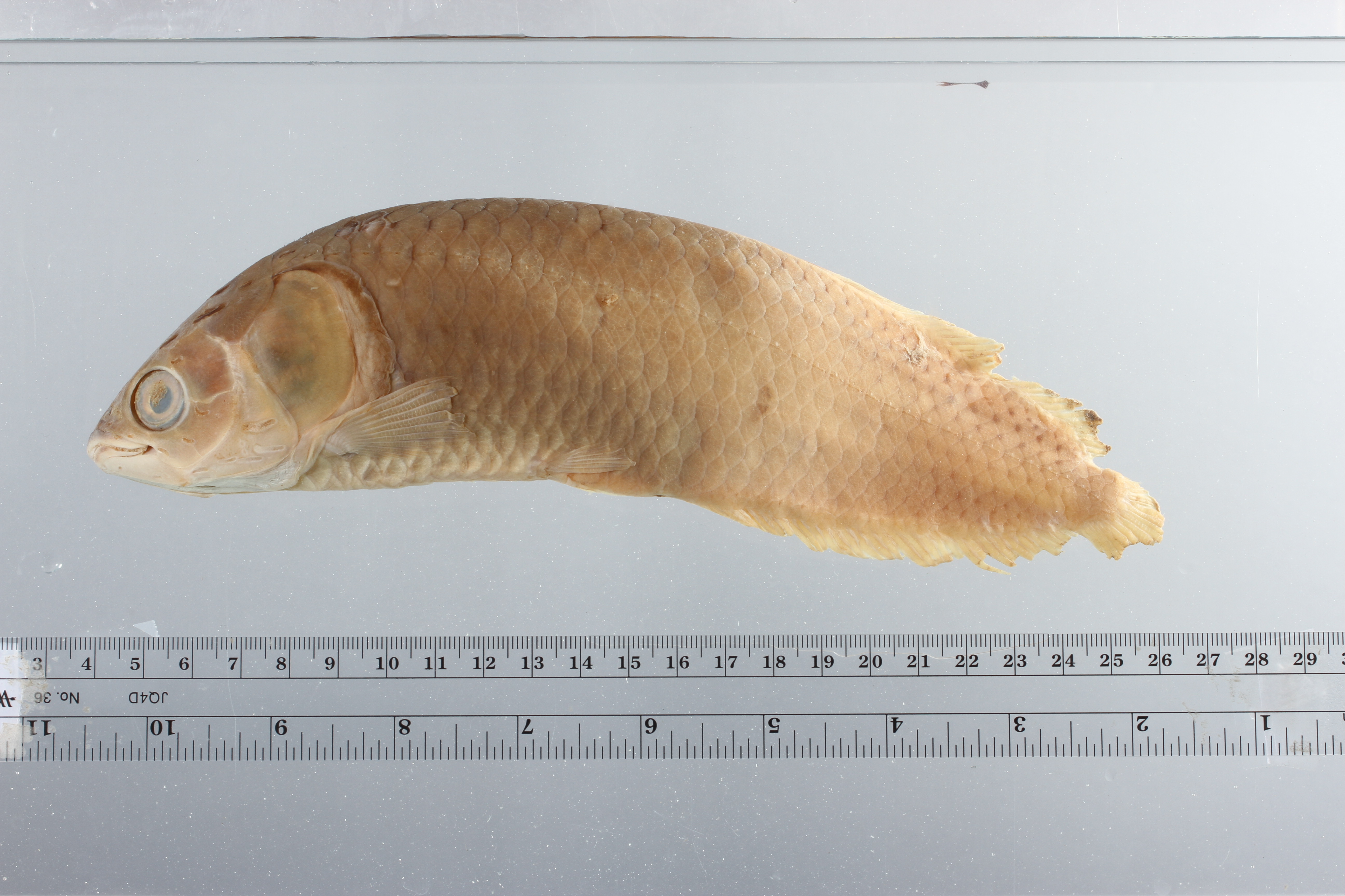 African arowana (Heterotis niloticus) — Arapaimidae — 2