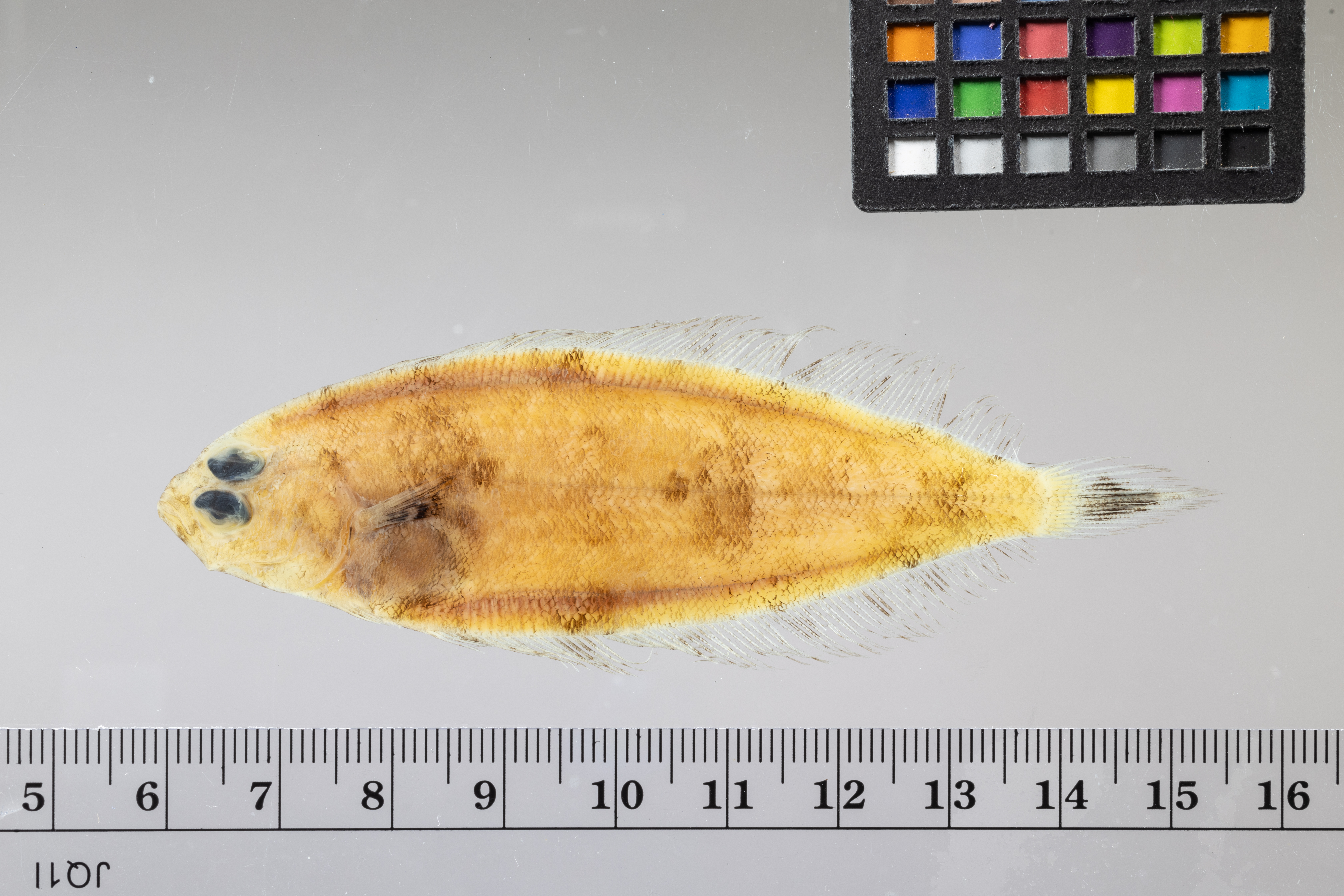 Slanke diepzeebot (Monolene sessilicauda) — Bothidae — 3