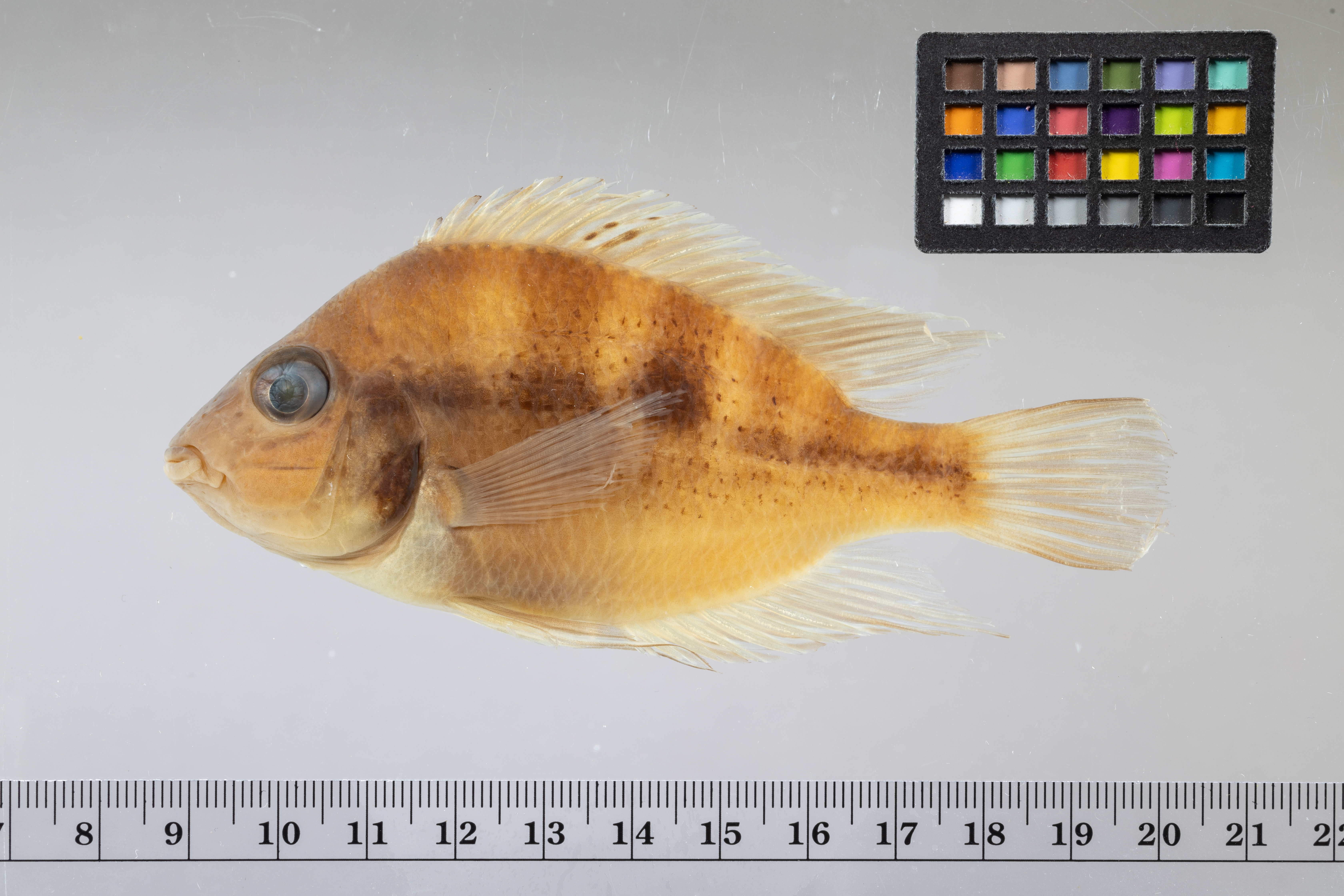 Blue flash (Thorichthys aureus) — Cichlidae