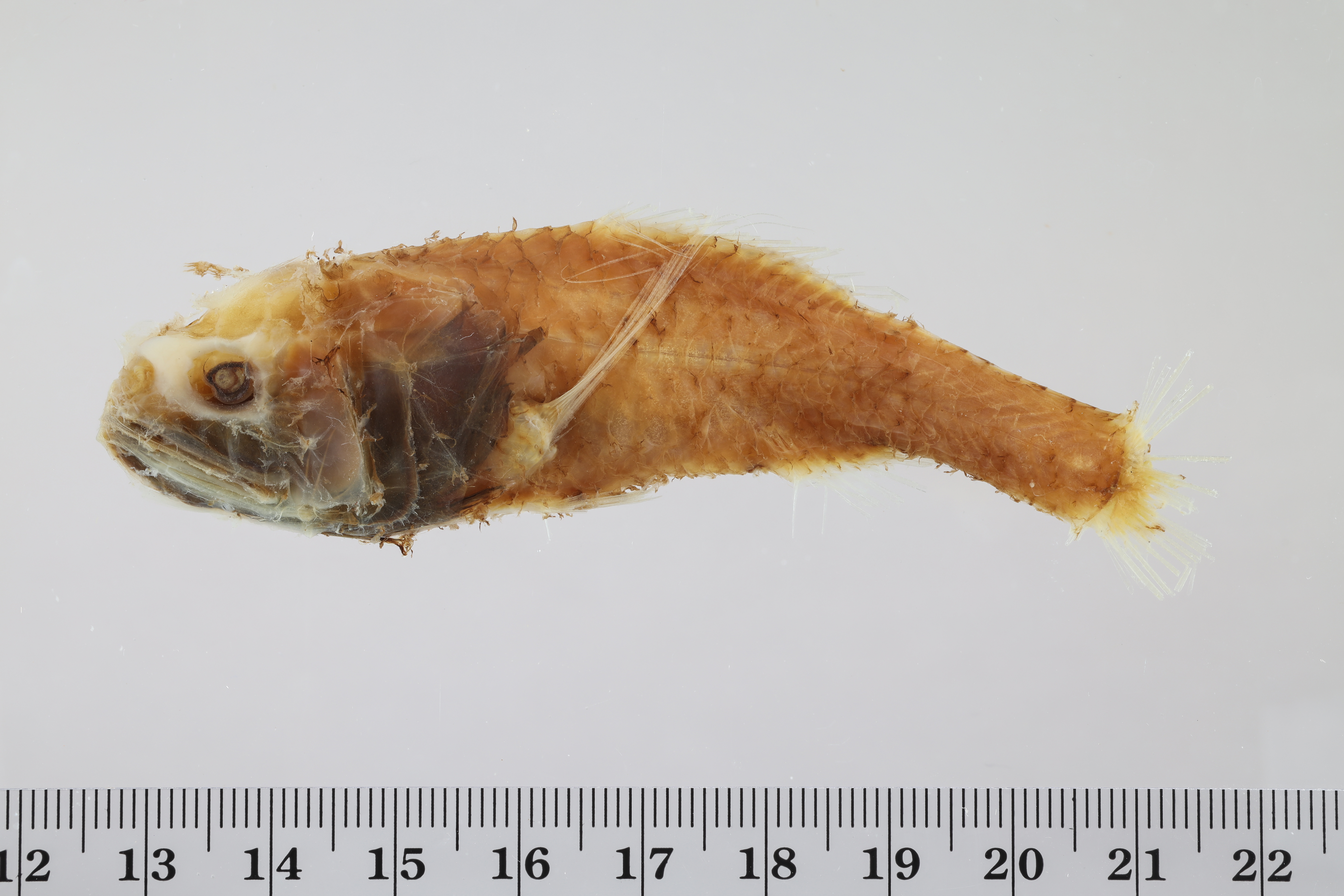 Poromitra crassiceps thumbnail