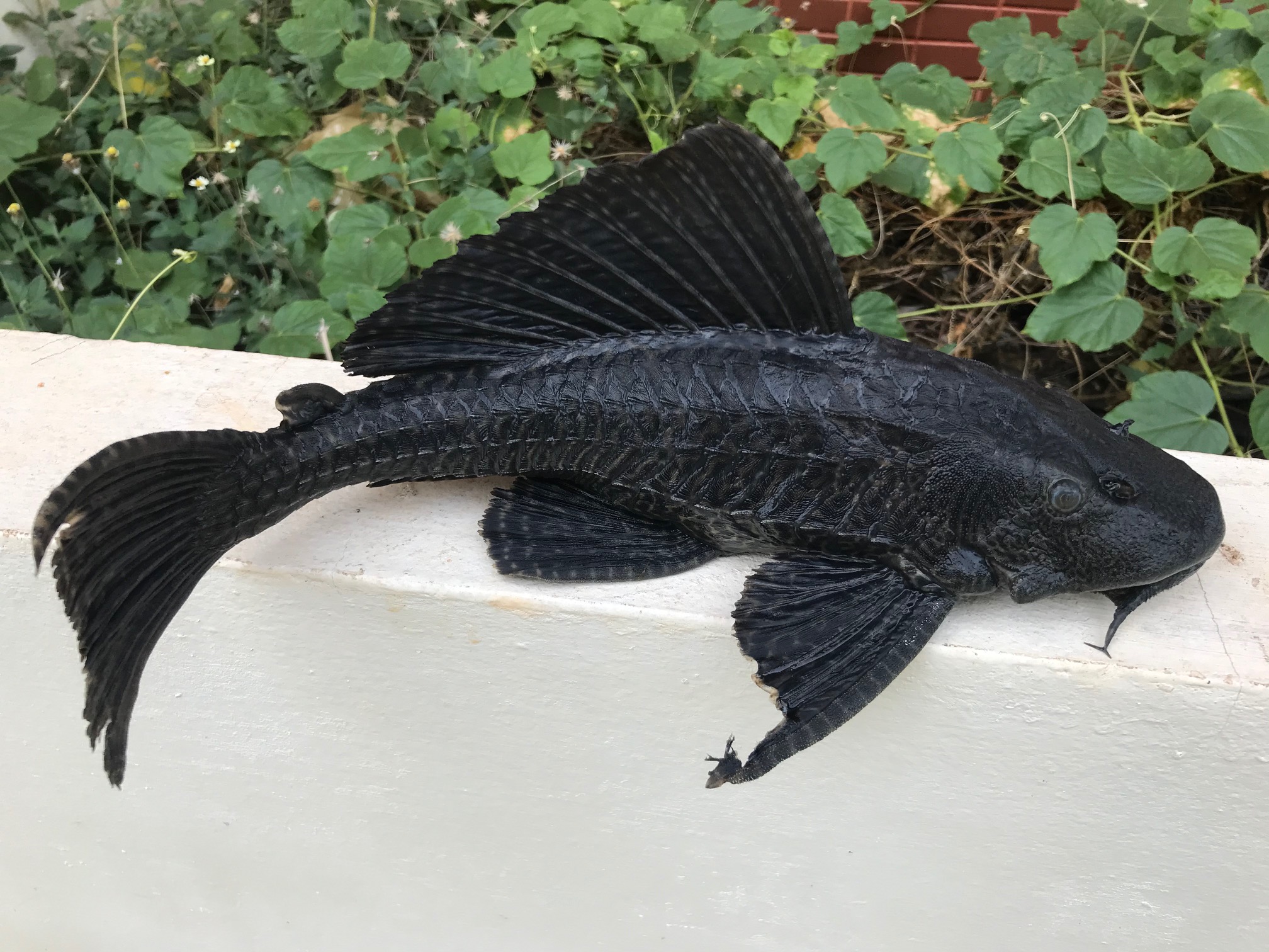 Amazon sailfin catfish (Pterygoplichthys pardalis) — Loricariidae — 3