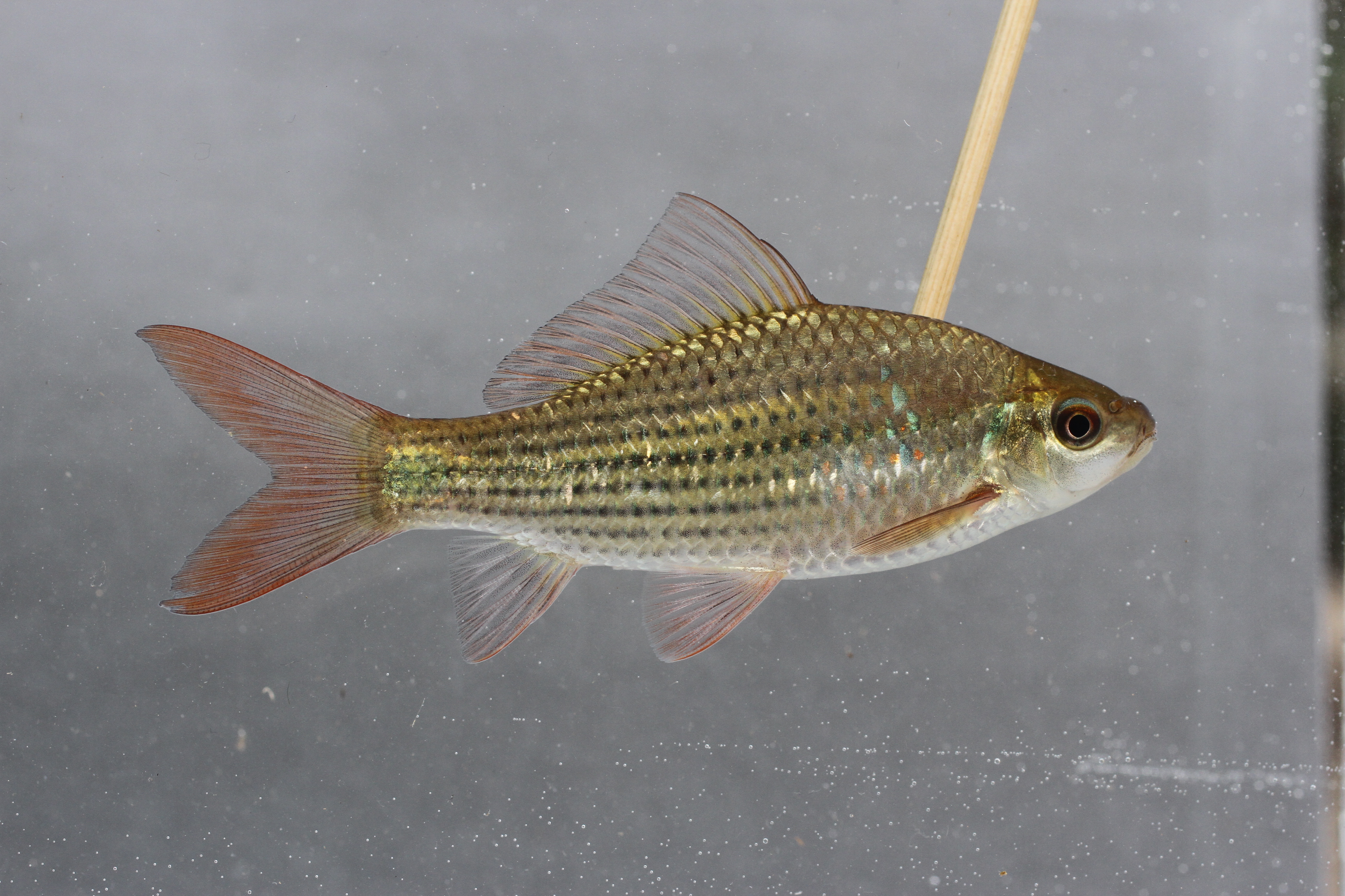 Bitter dregs fish (Osteochilus vittatus) — Cyprinidae — 4