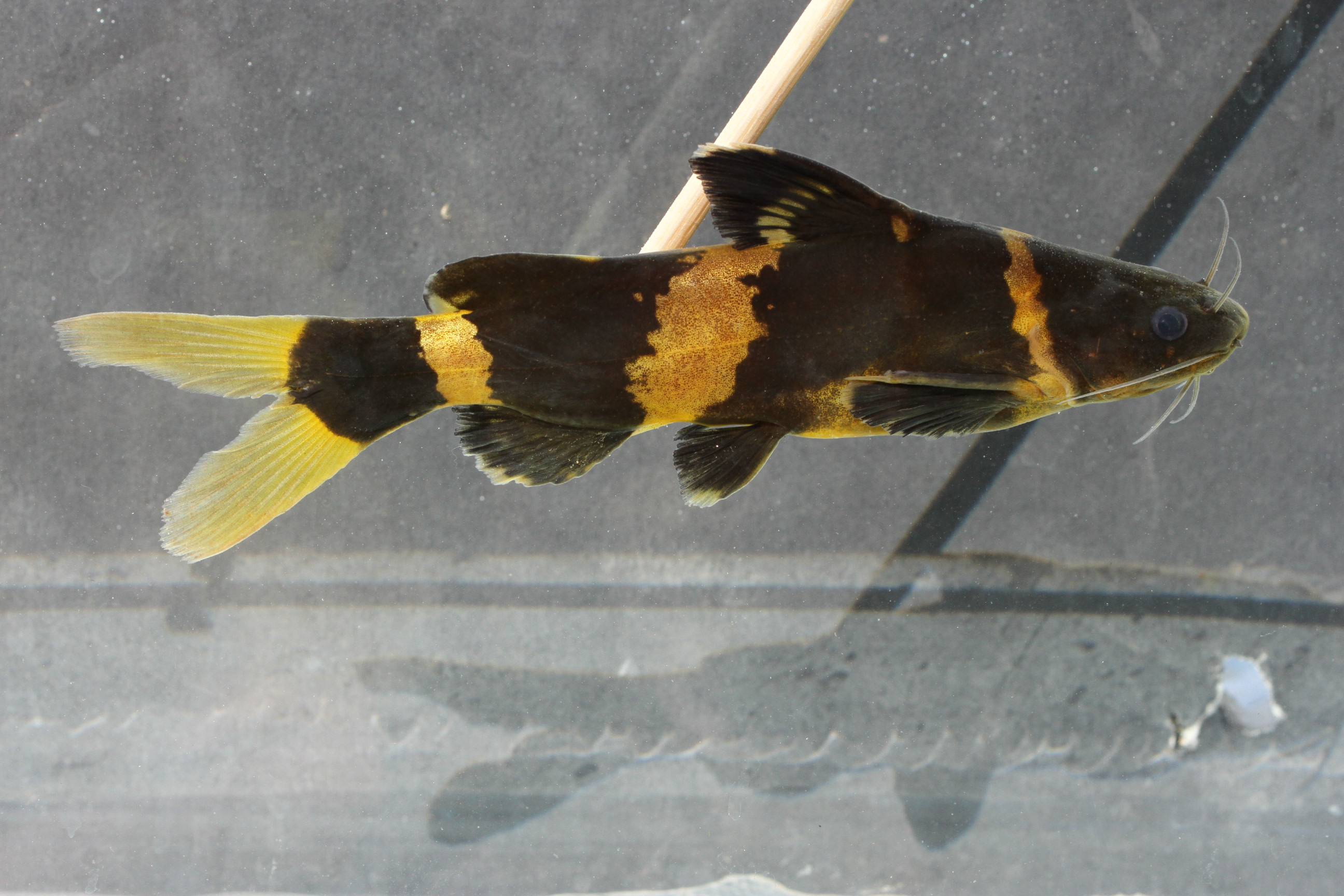Asian bumblebee catfish (Pseudomystus siamensis) — Bagridae — 4