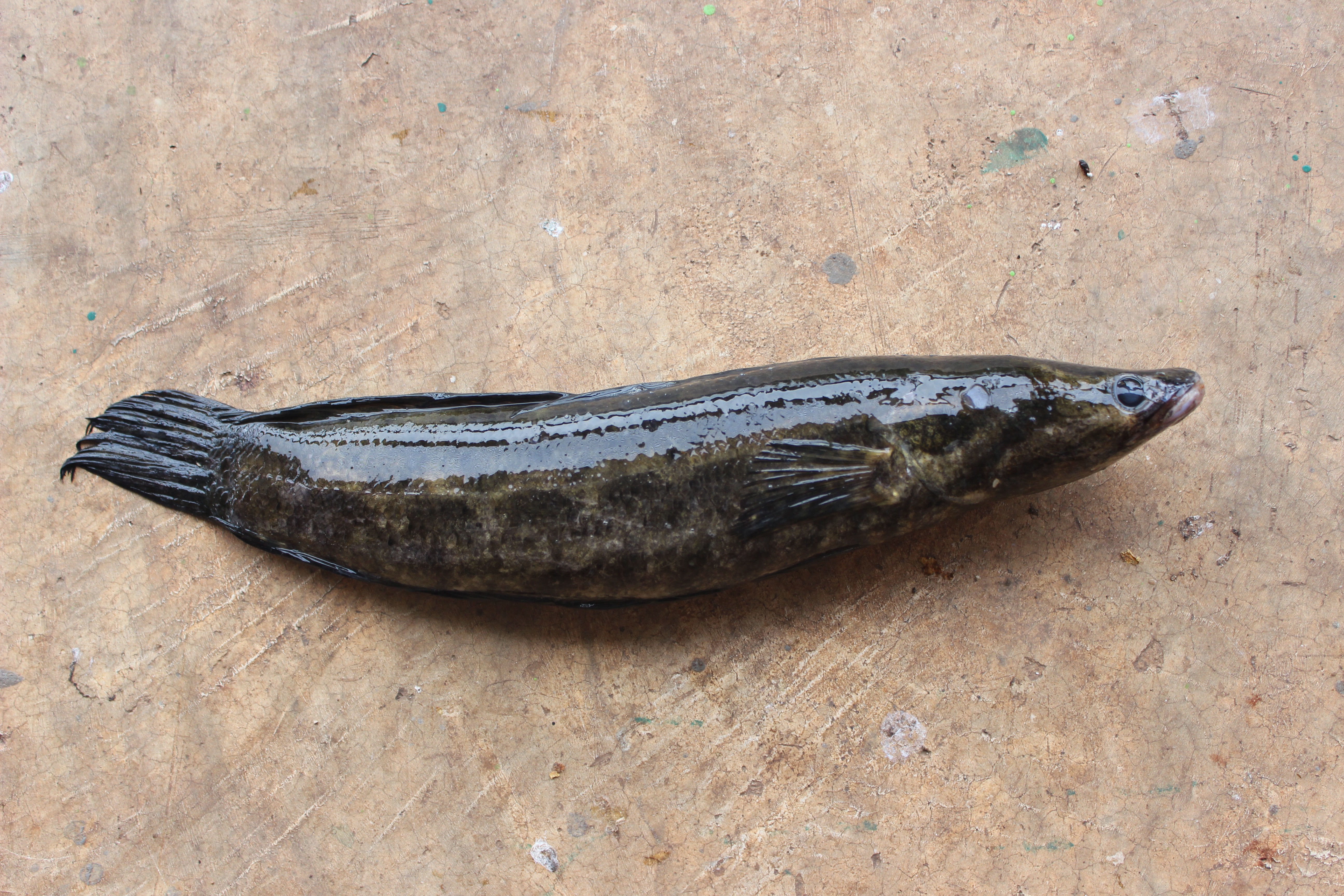Javanese snakehead (Channa lucius) — Channidae