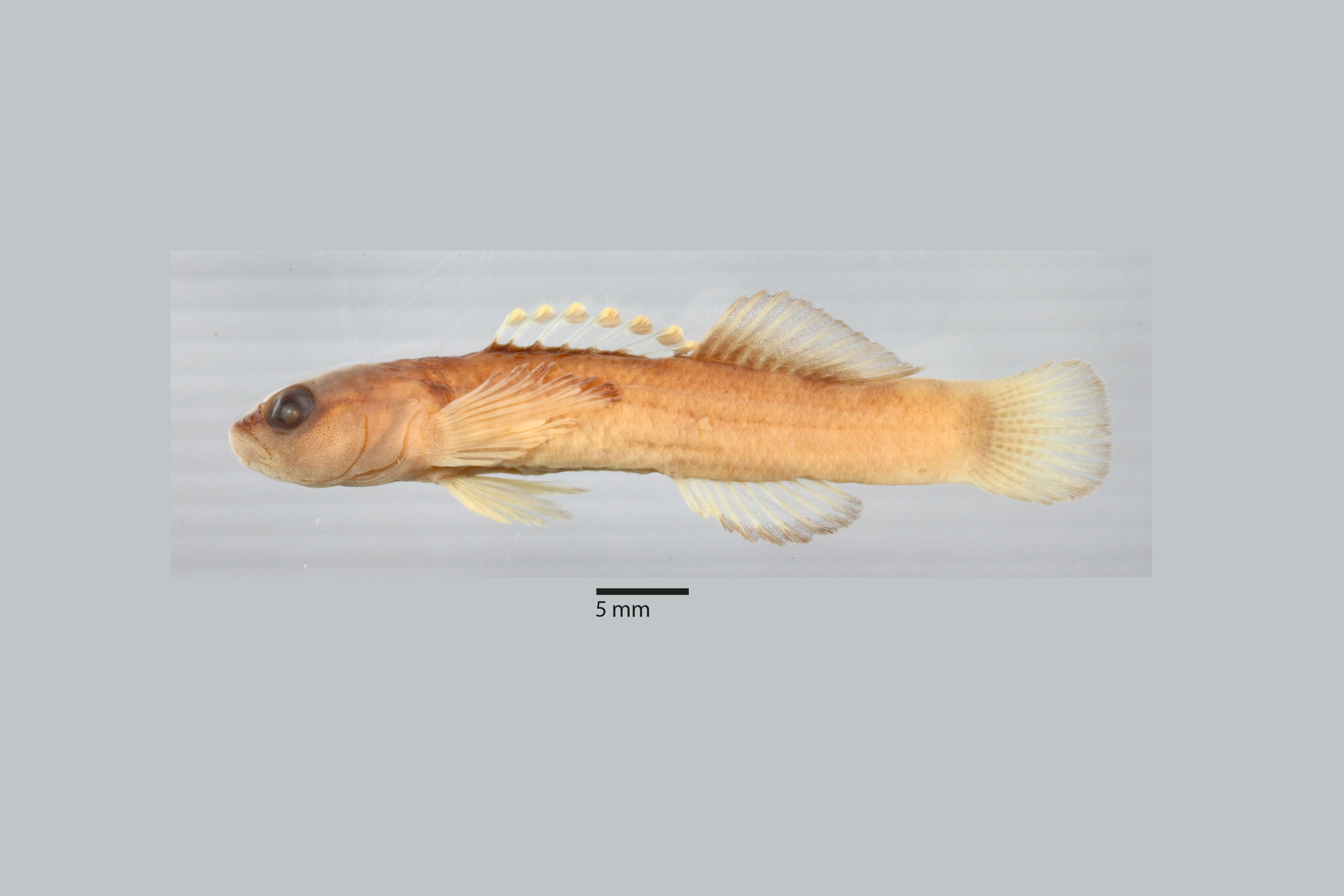 Etheostoma sitikuense