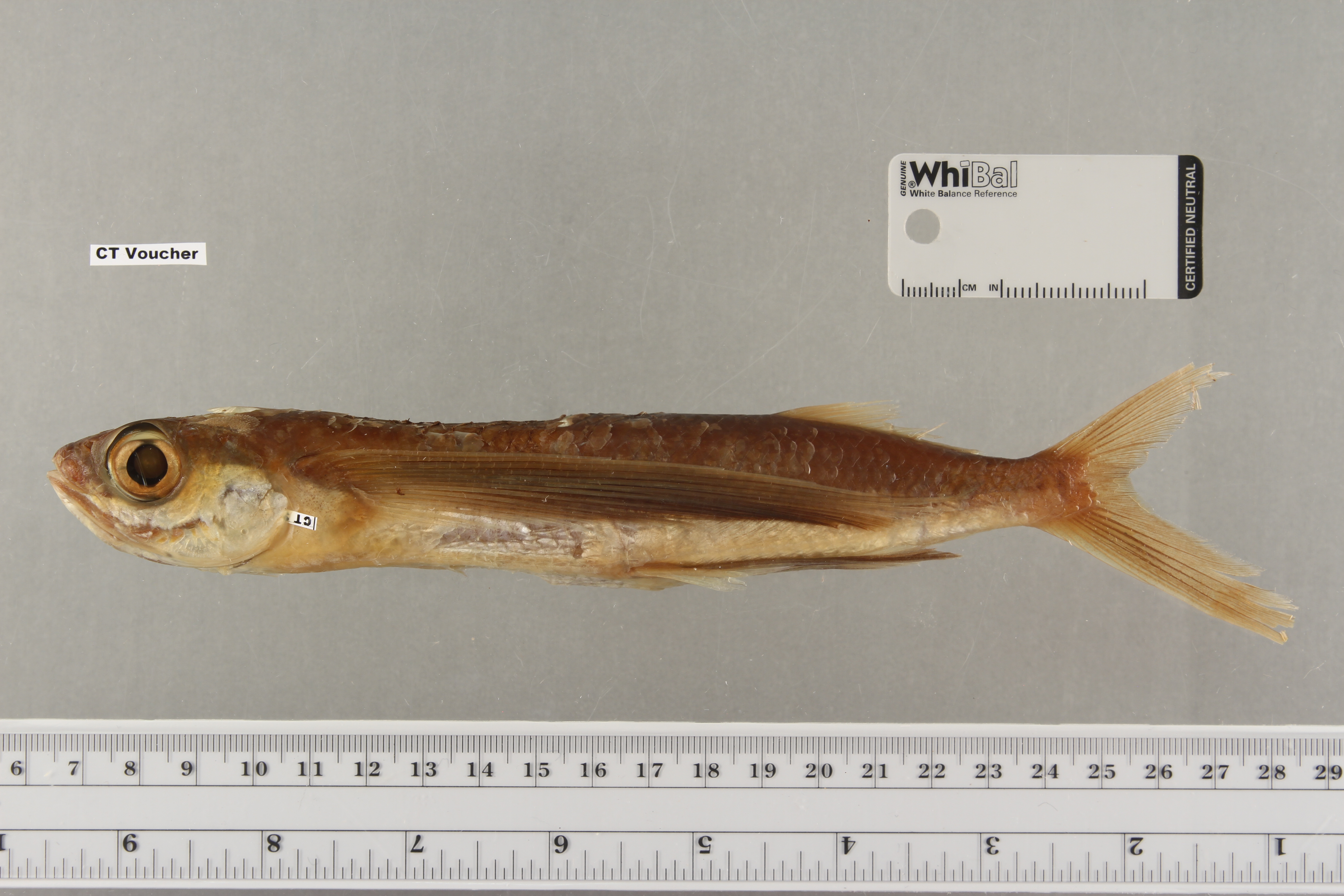 Bluntnose flyingfish (Prognichthys gibbifrons) — Exocoetidae