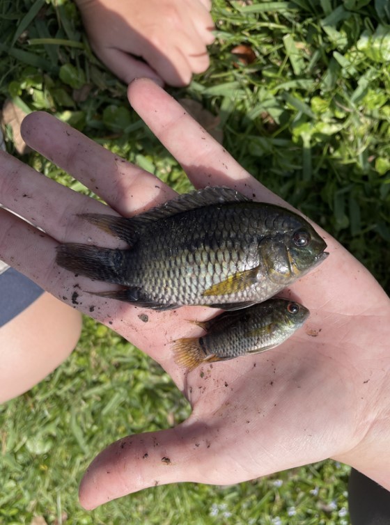 Cichlasoma dimerus