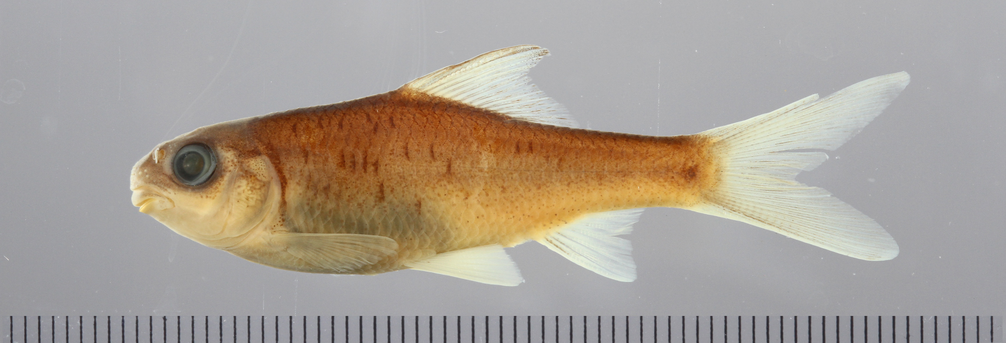 Scaphiodonichthys acanthopterus thumbnail