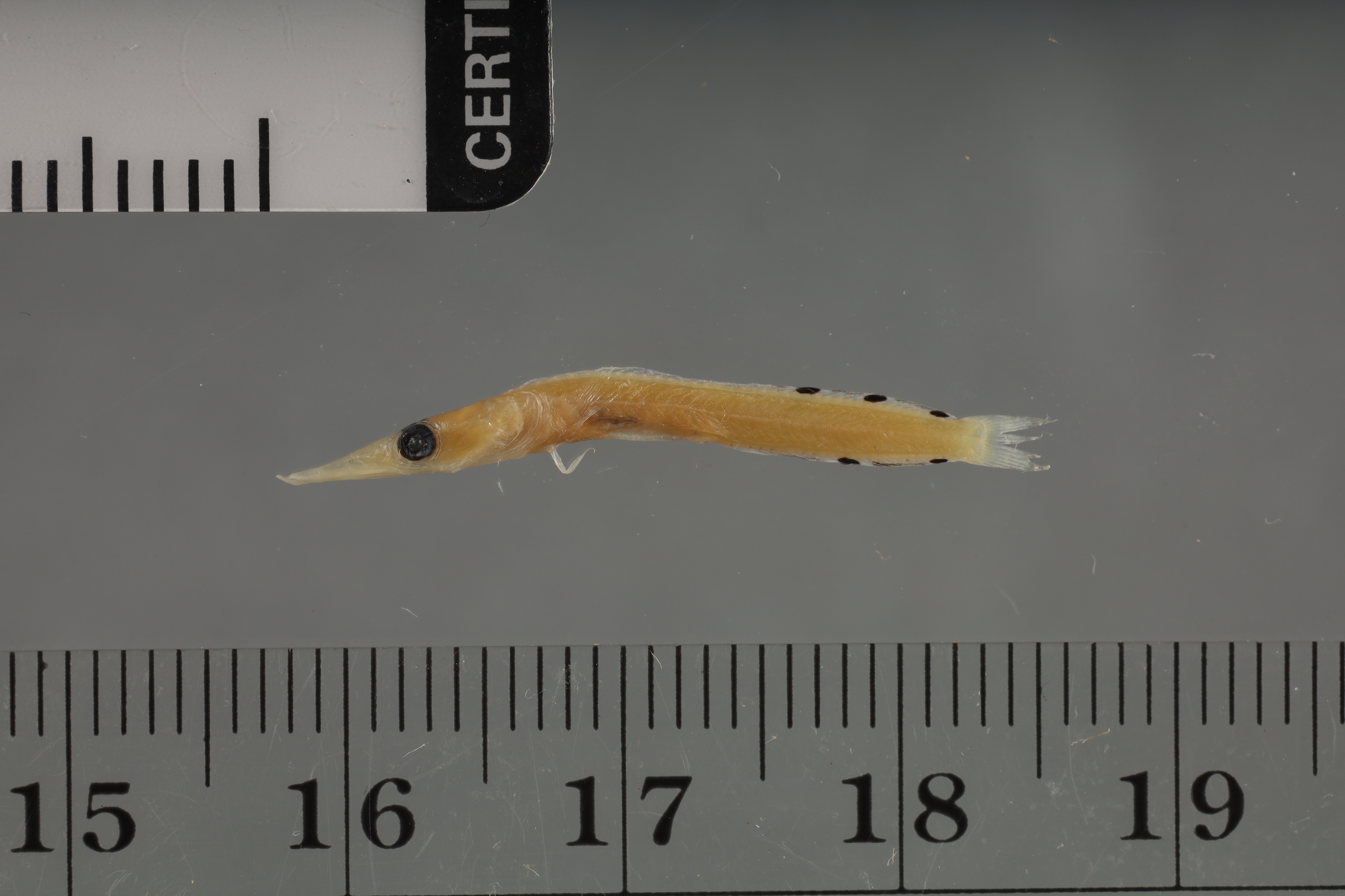 Arrow blenny (Lucayablennius zingaro) — Chaenopsidae — 3
