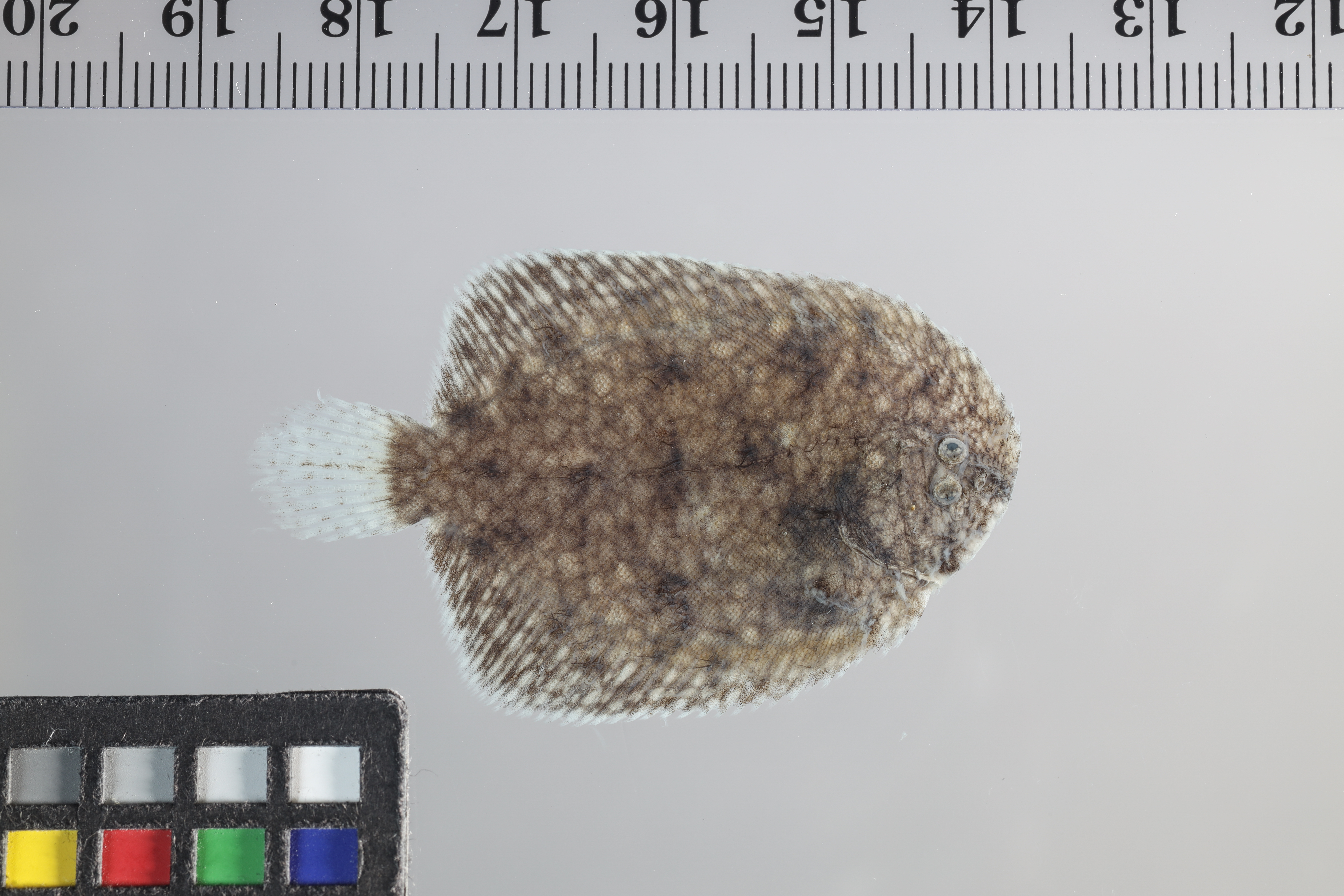 Trinectes inscriptus