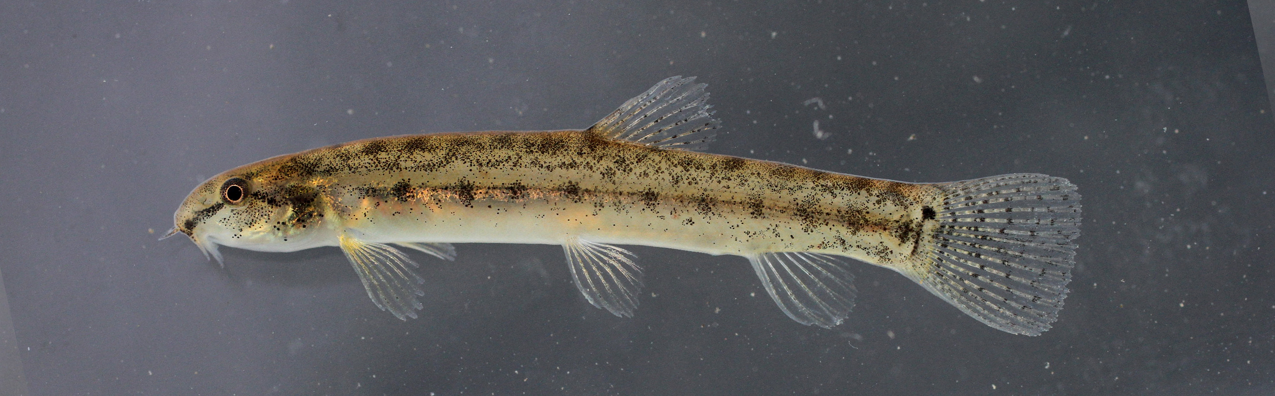 Hasselt's loach (Lepidocephalichthys hasselti) — Cobitidae — 5