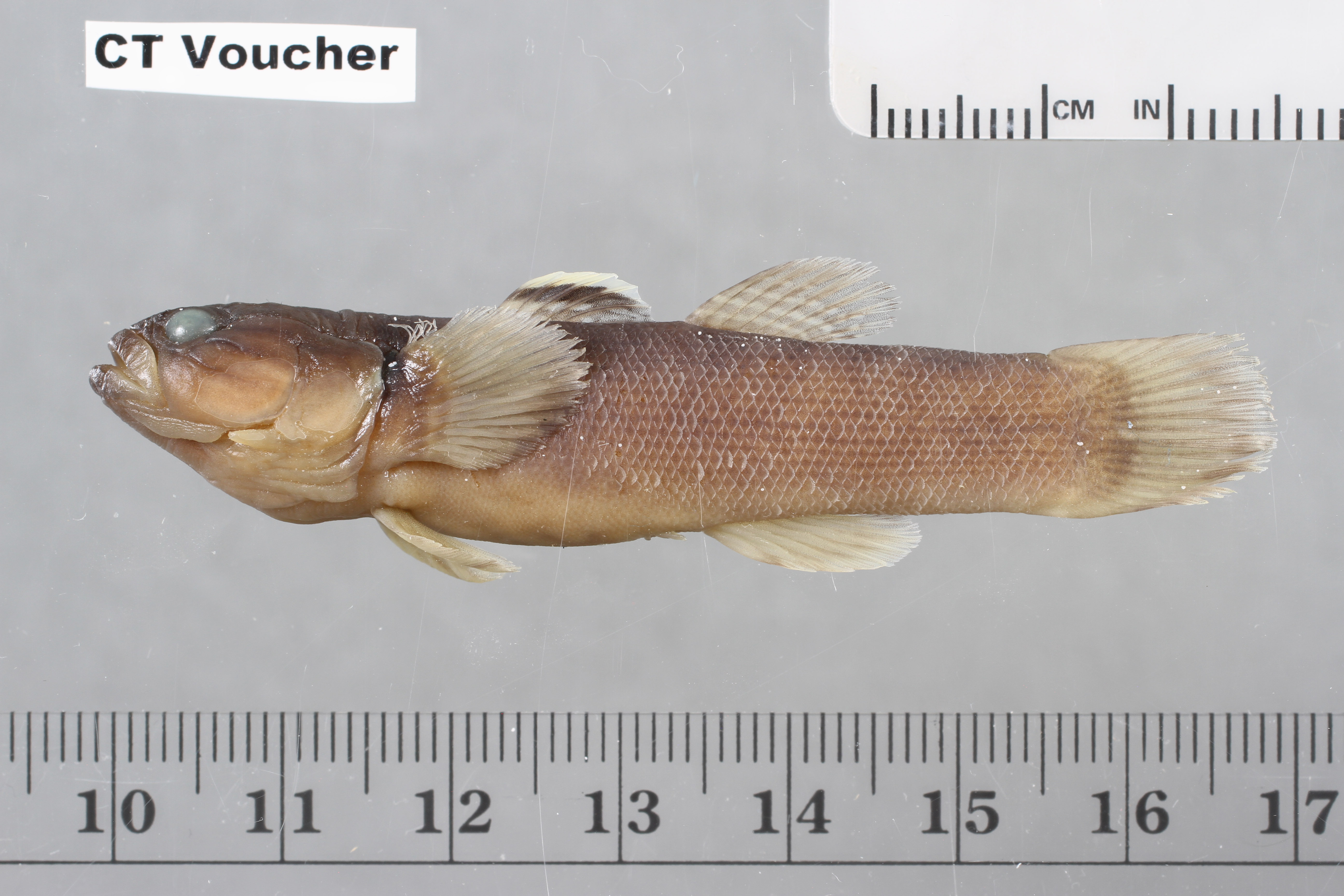 Throatspine gudgeon (Belobranchus belobranchus) — Eleotridae — 2