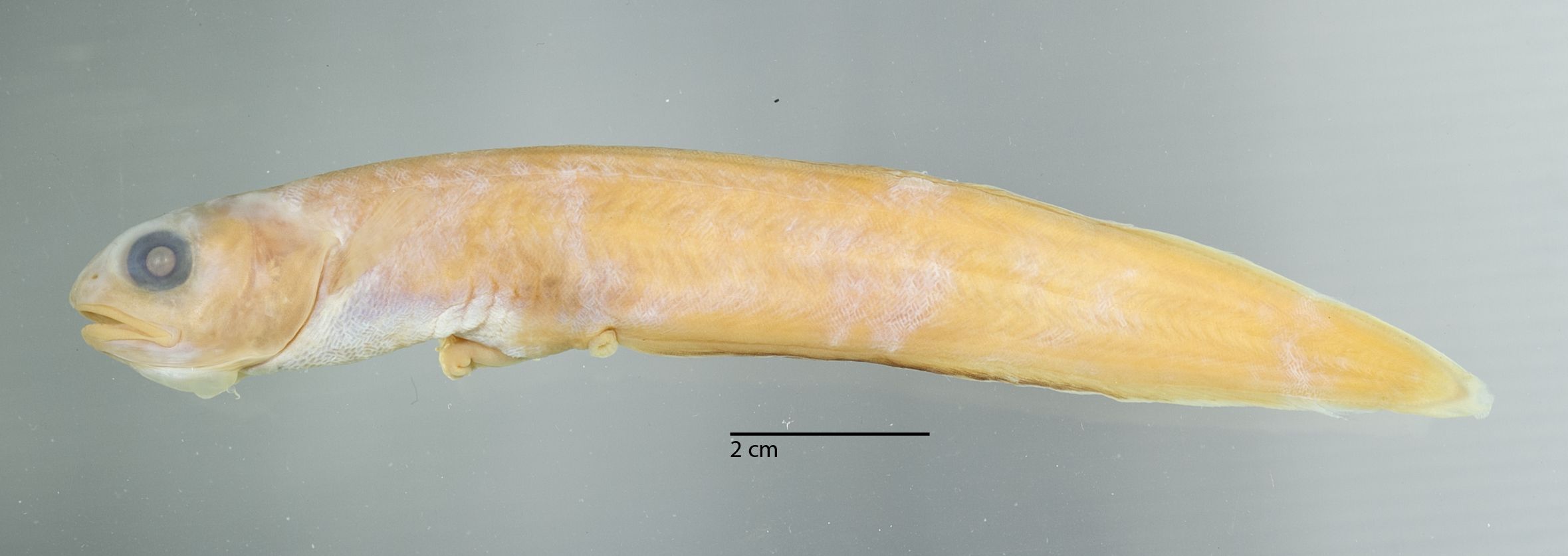 Ophidion dromio