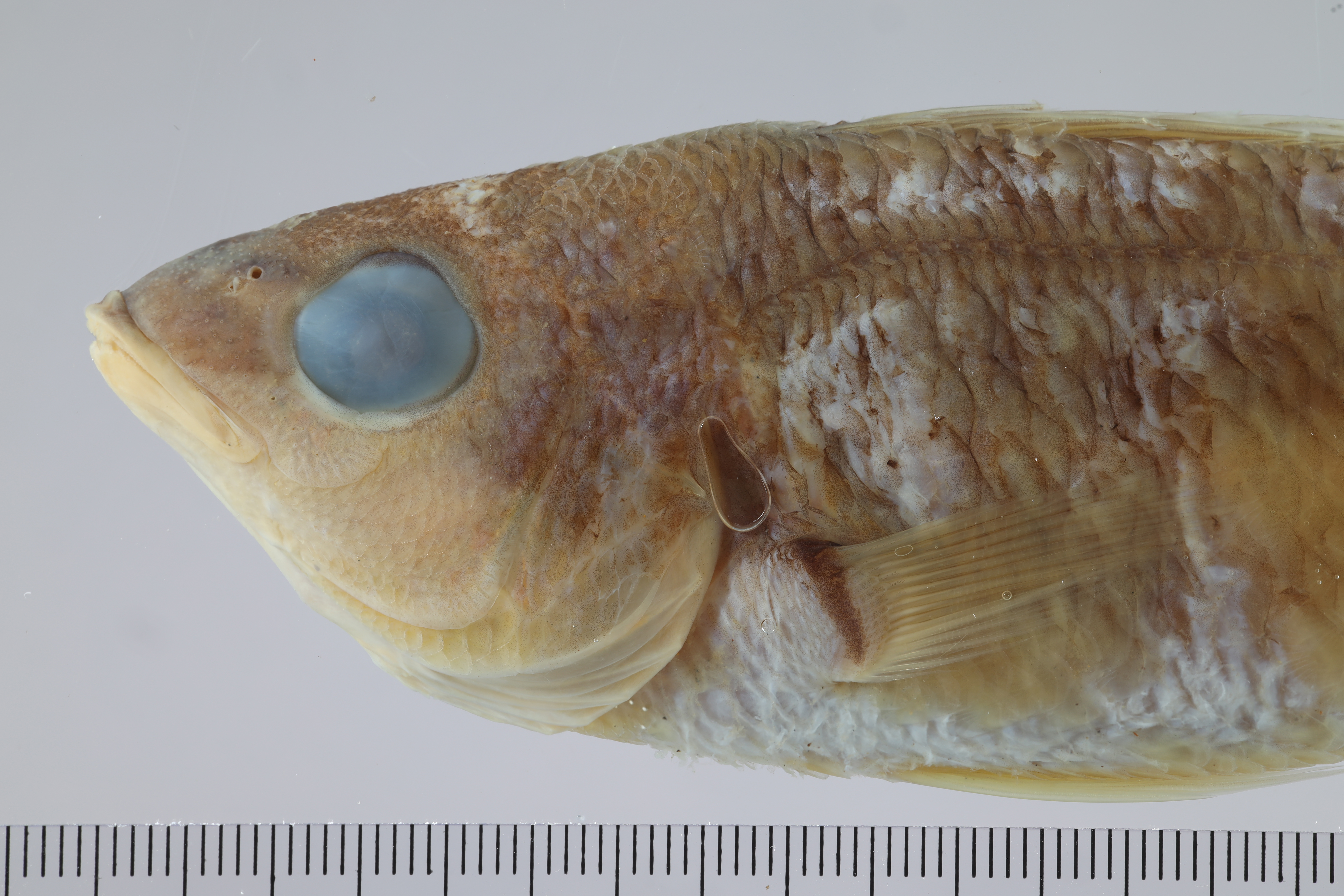 Pentapodus caninus