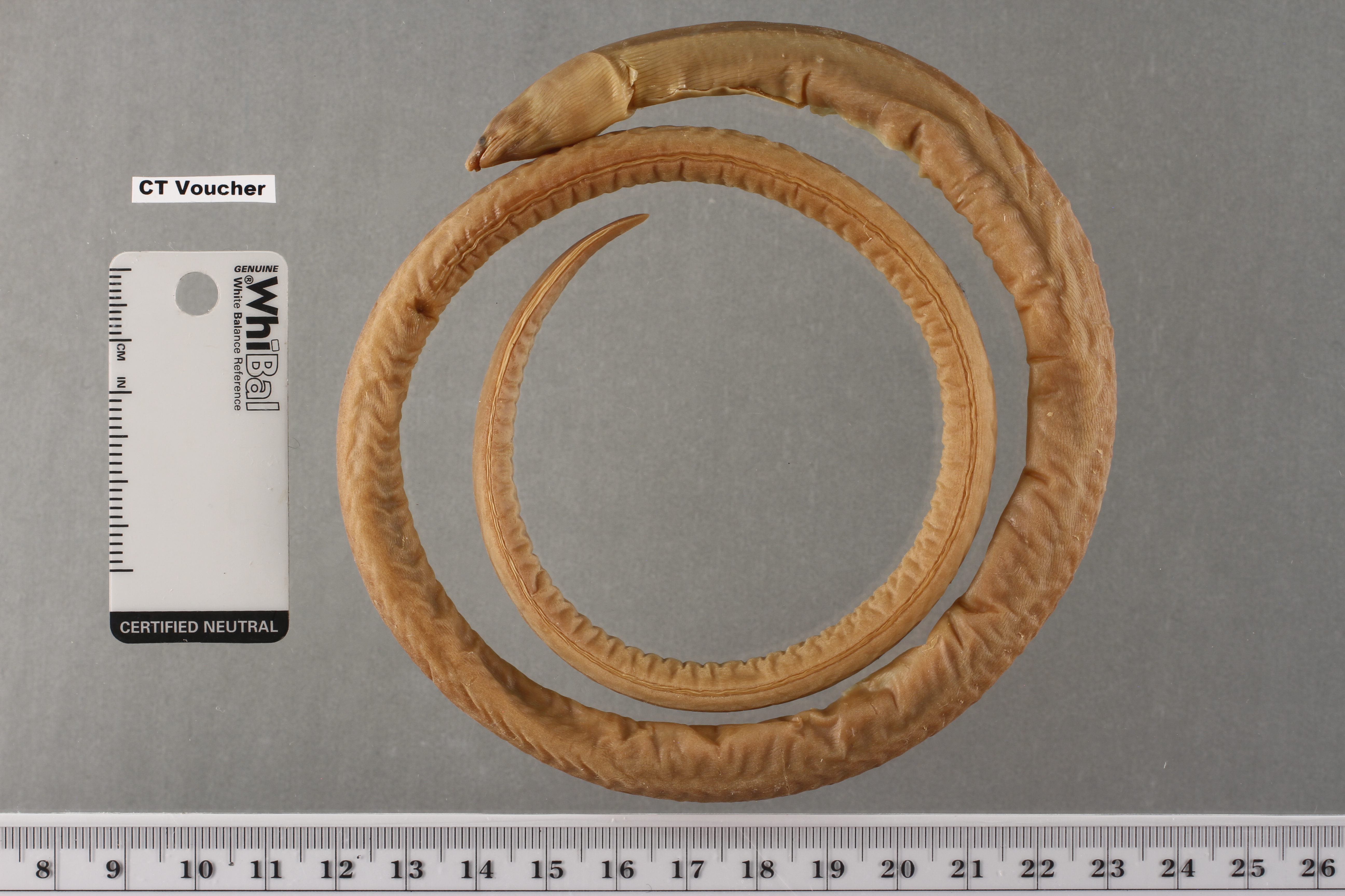 Sooty eel (Bascanichthys bascanium) — Ophichthidae — 3