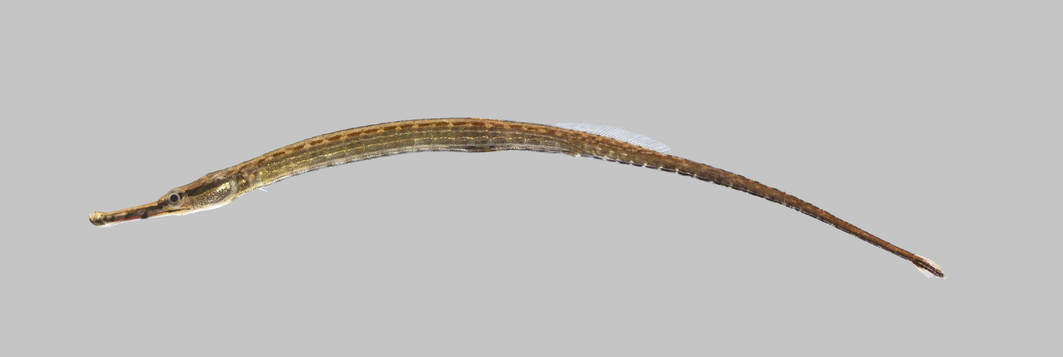 Opossum Pipefish (Microphis brachyurus) — Syngnathidae — 3