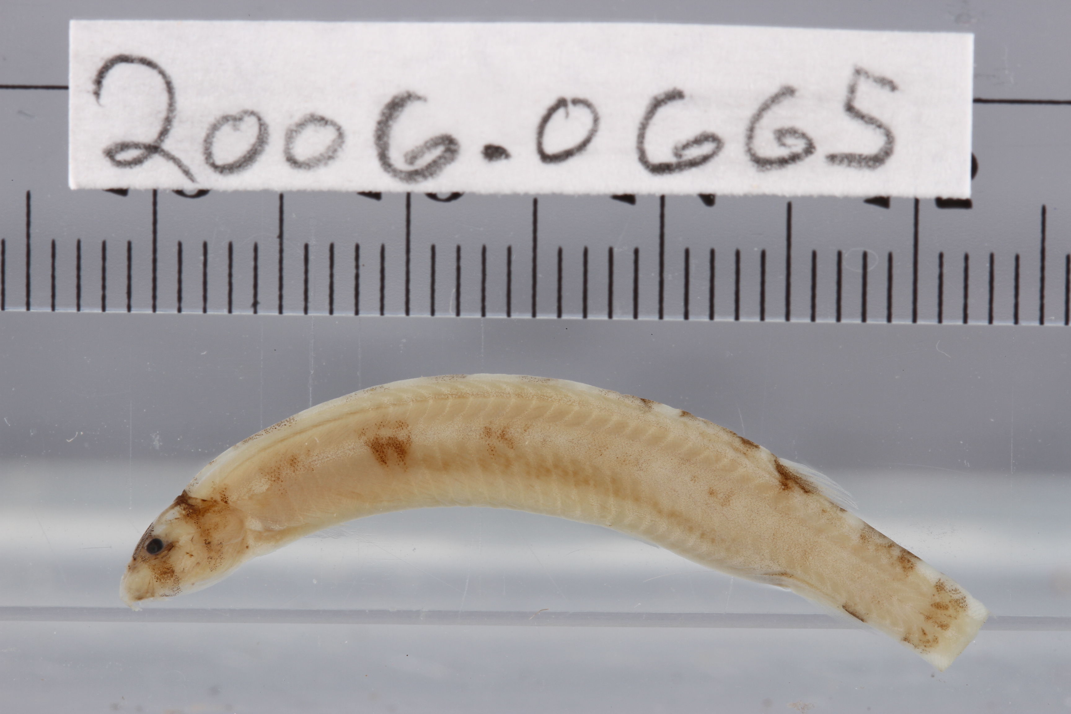 Coolie loach (Pangio kuhlii) — Cobitidae — 2