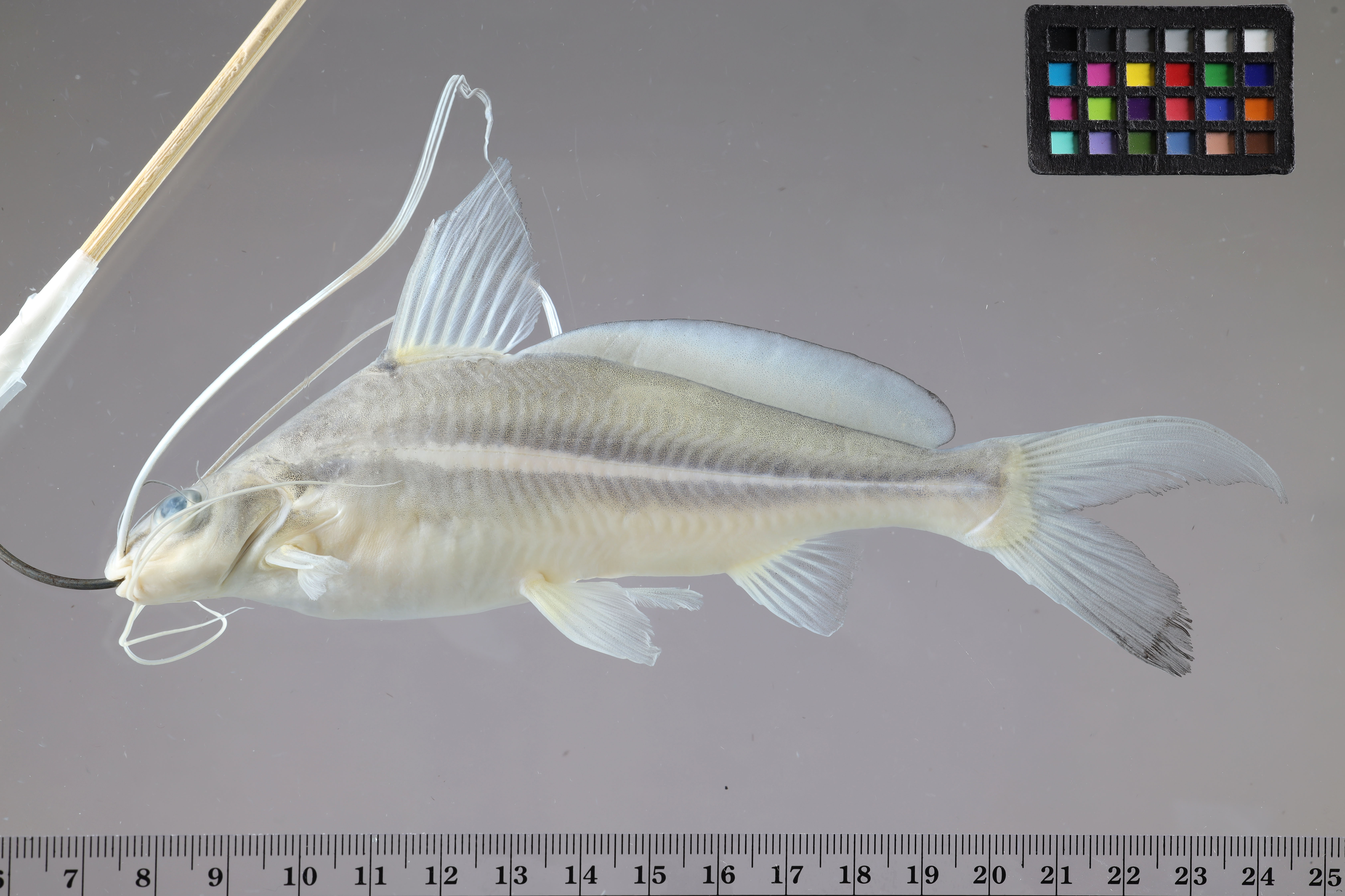 Mystus albolineatus thumbnail
