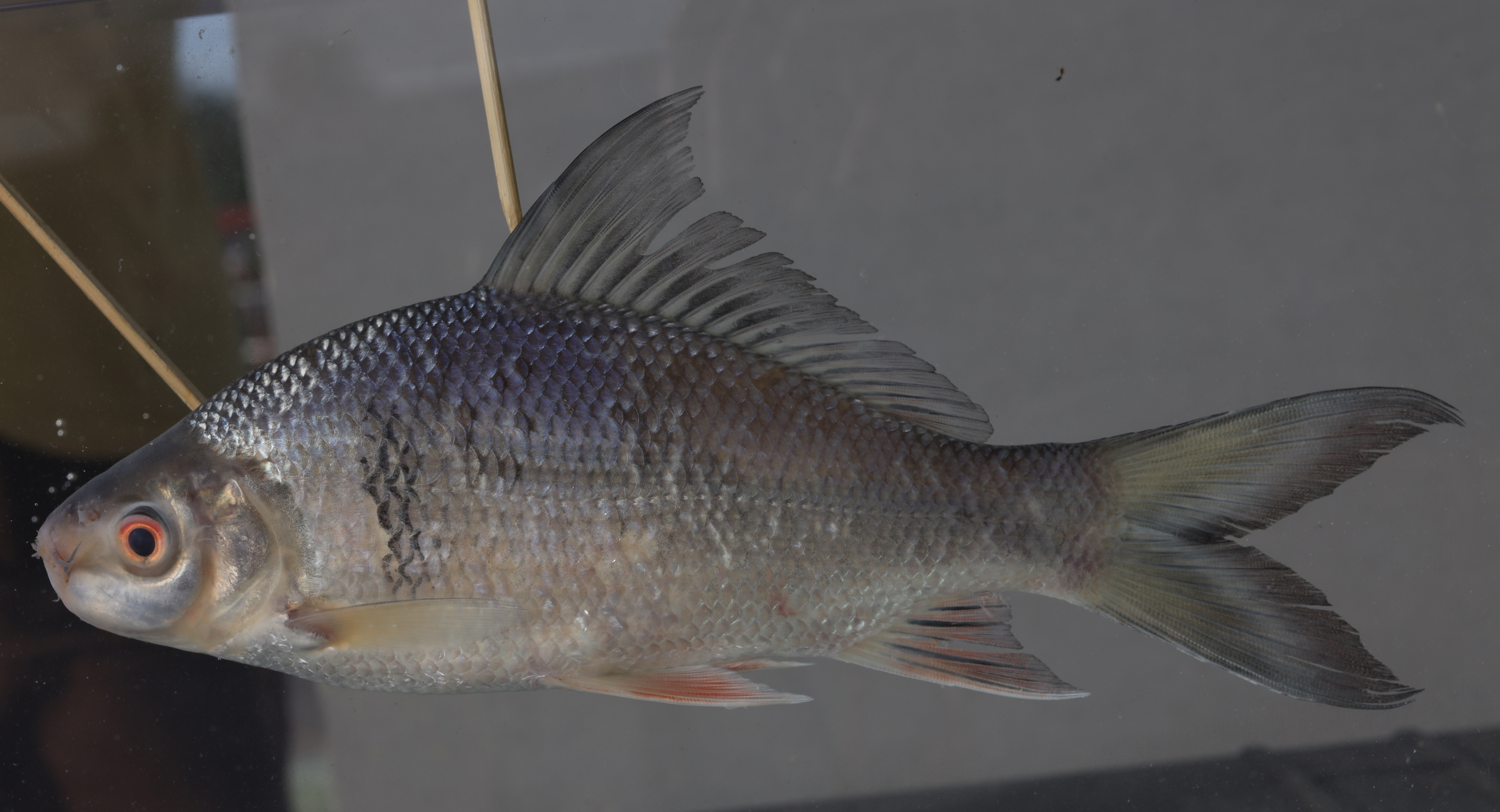 Greater bonylip barb (Osteochilus melanopleurus) — Cyprinidae — 5