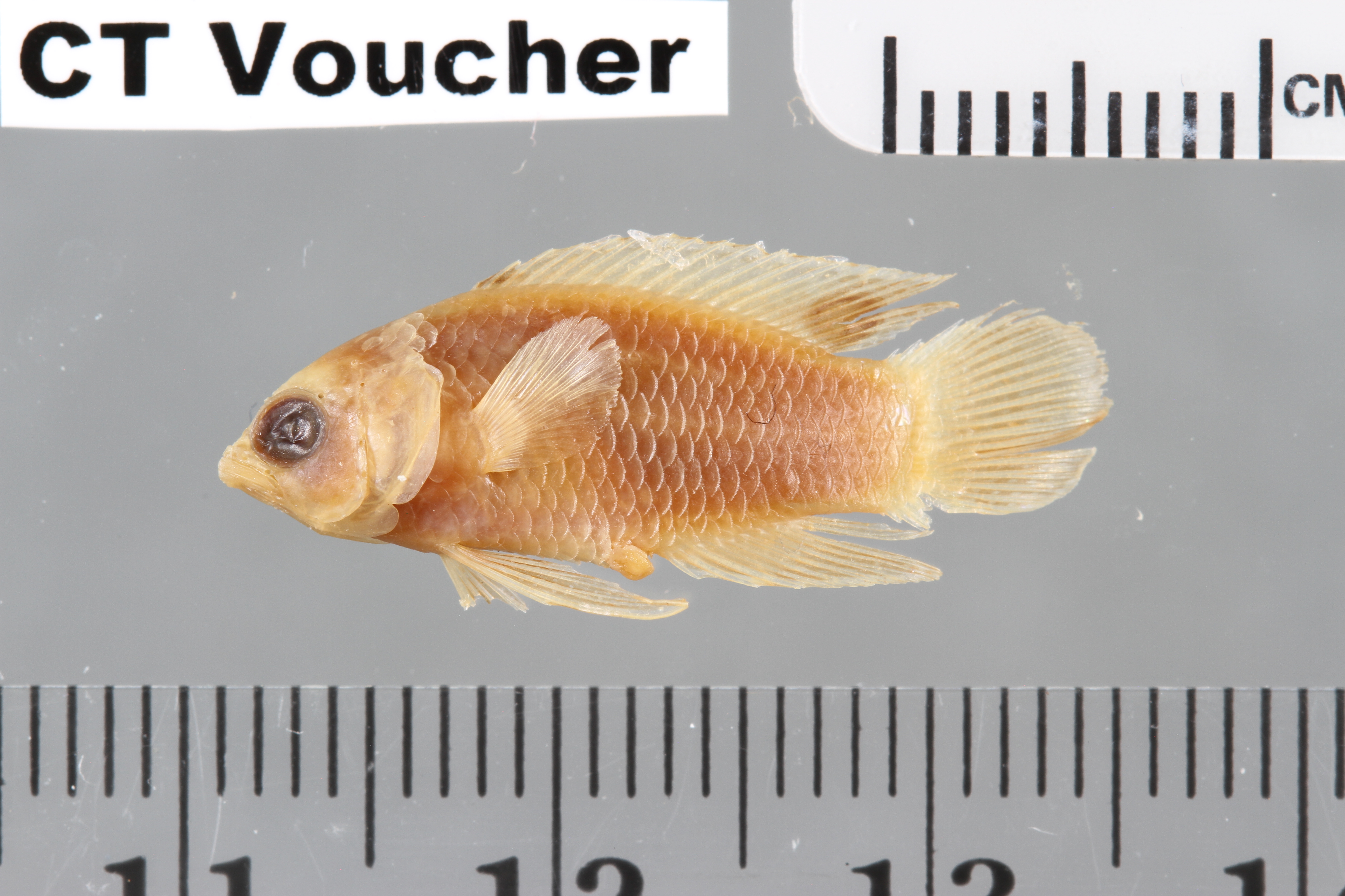 Dusky basslet (Lipogramma anabantoides) — Grammatidae