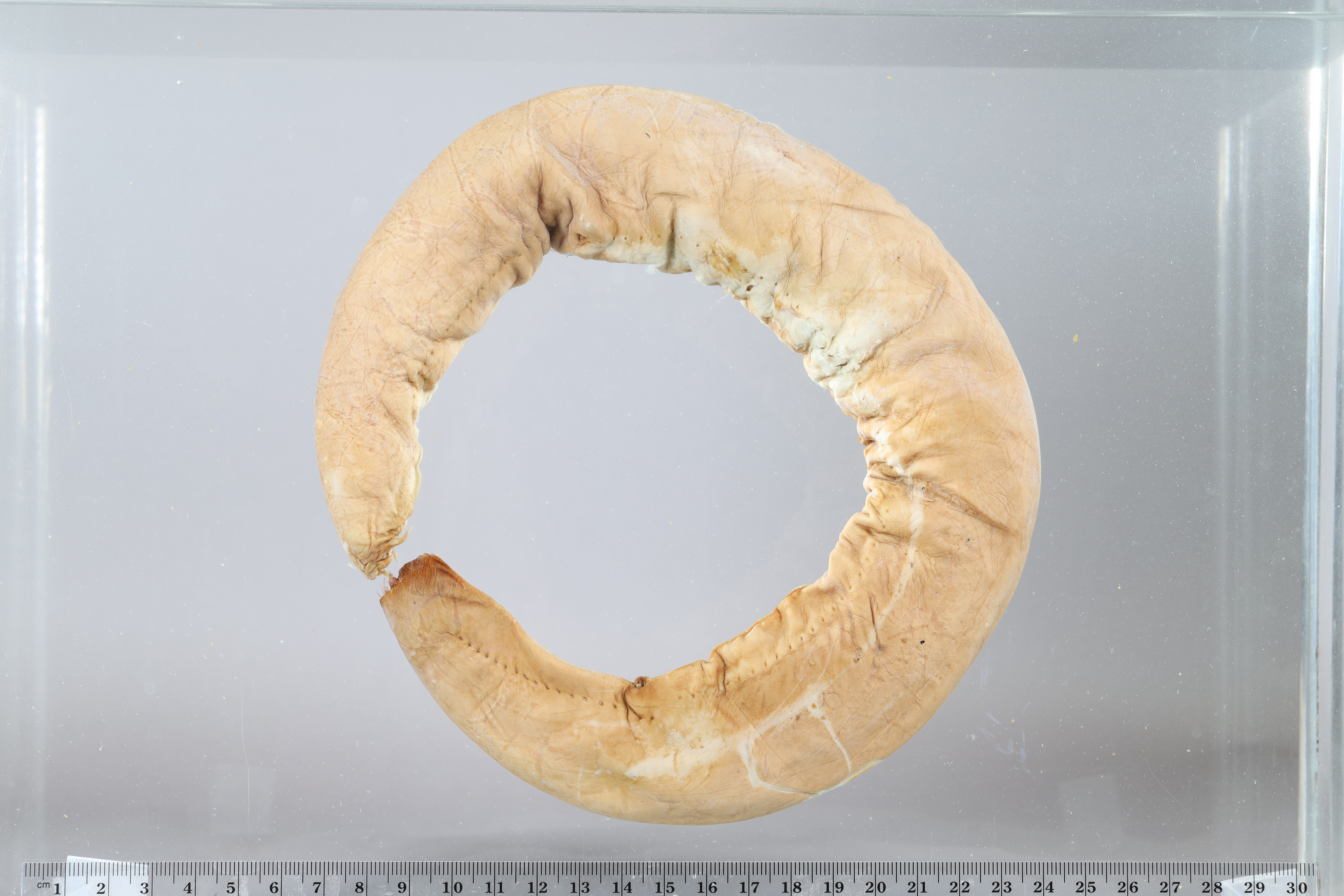 Eptatretus multidens