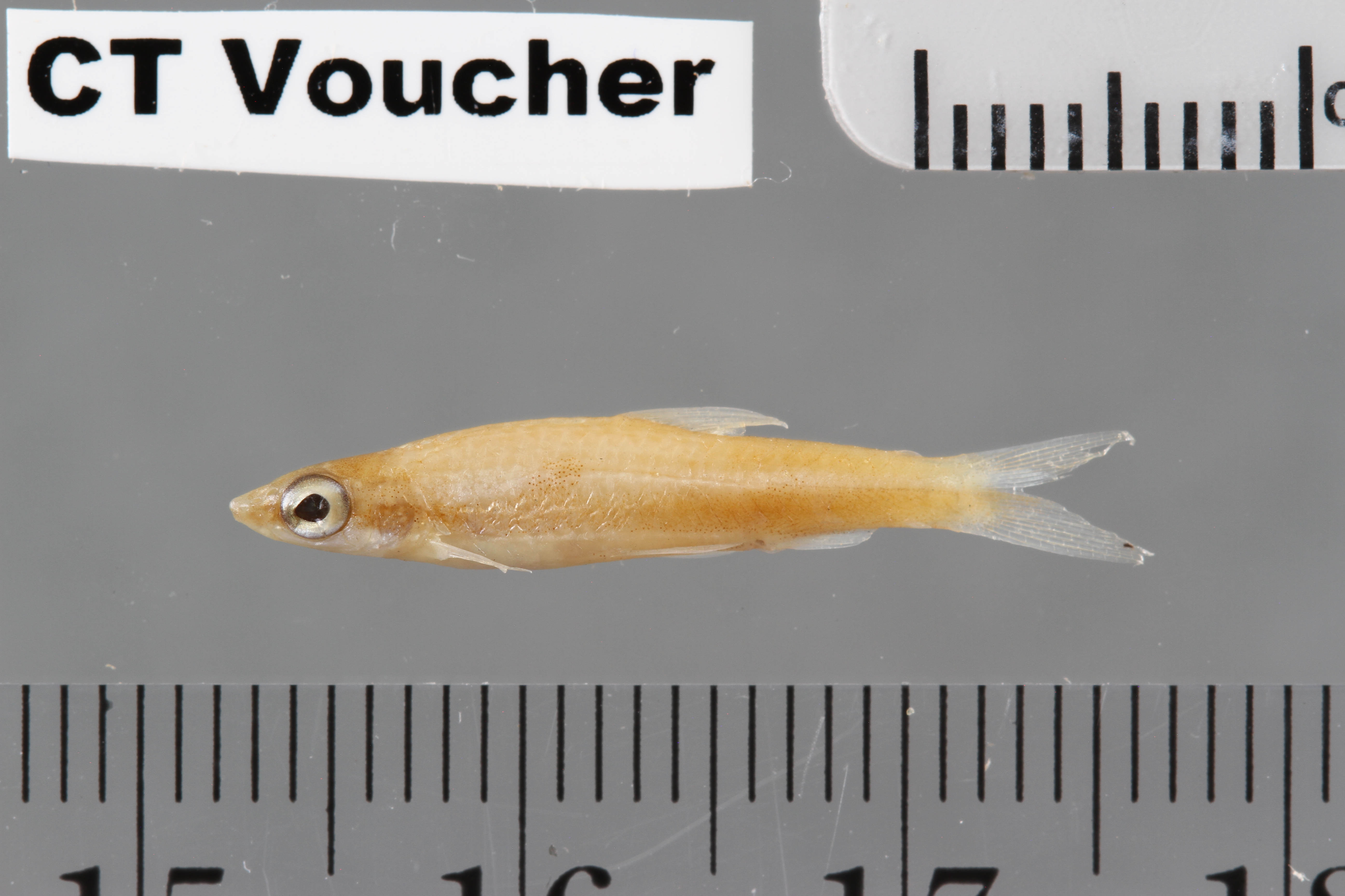 Anomalous pencilfish (Nannostomus beckfordi) — Lebiasinidae — 3