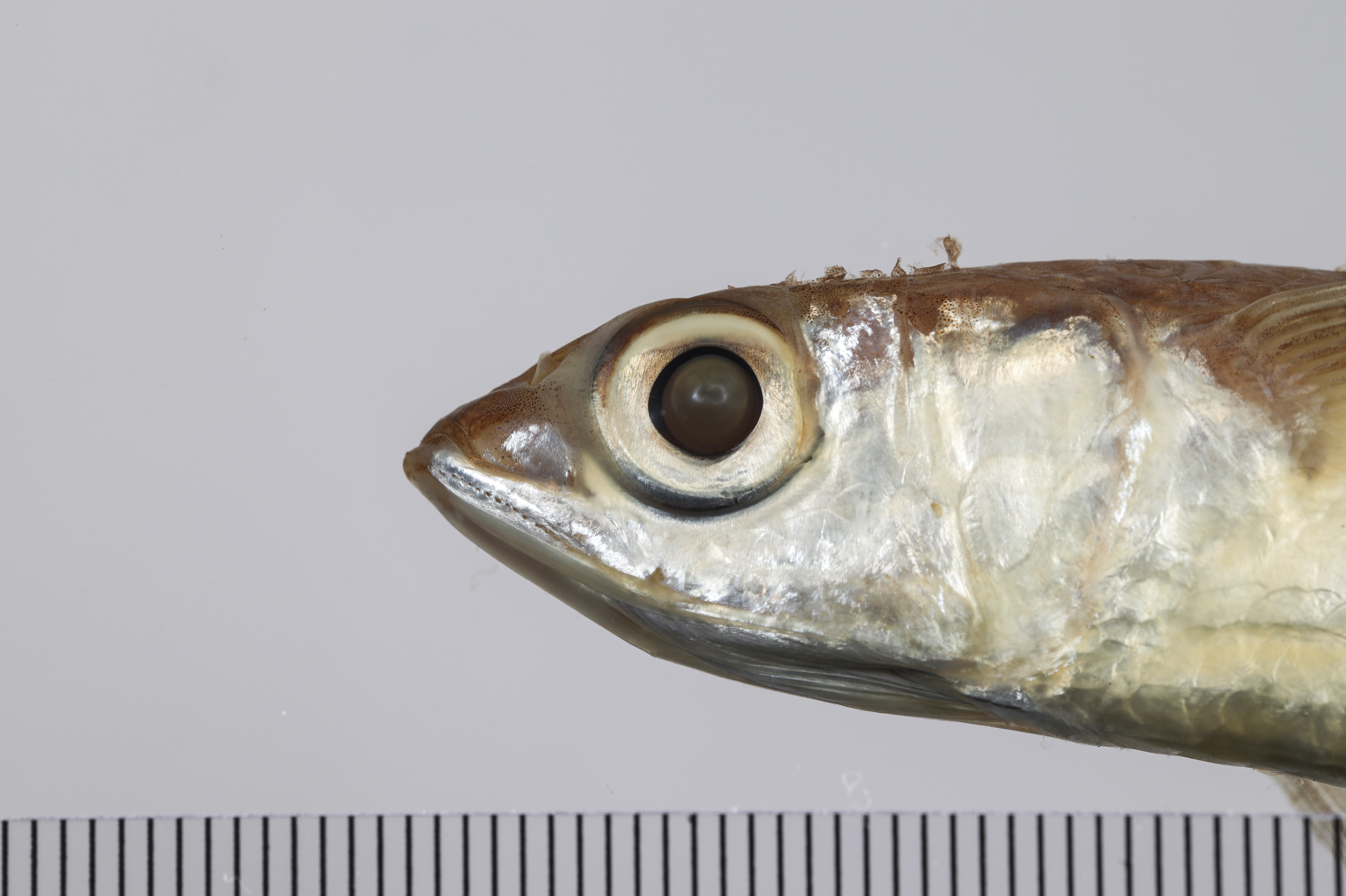 Atlantic smallwing flyingfish (Oxyporhamphus micropterus) — Hemiramphidae — 5