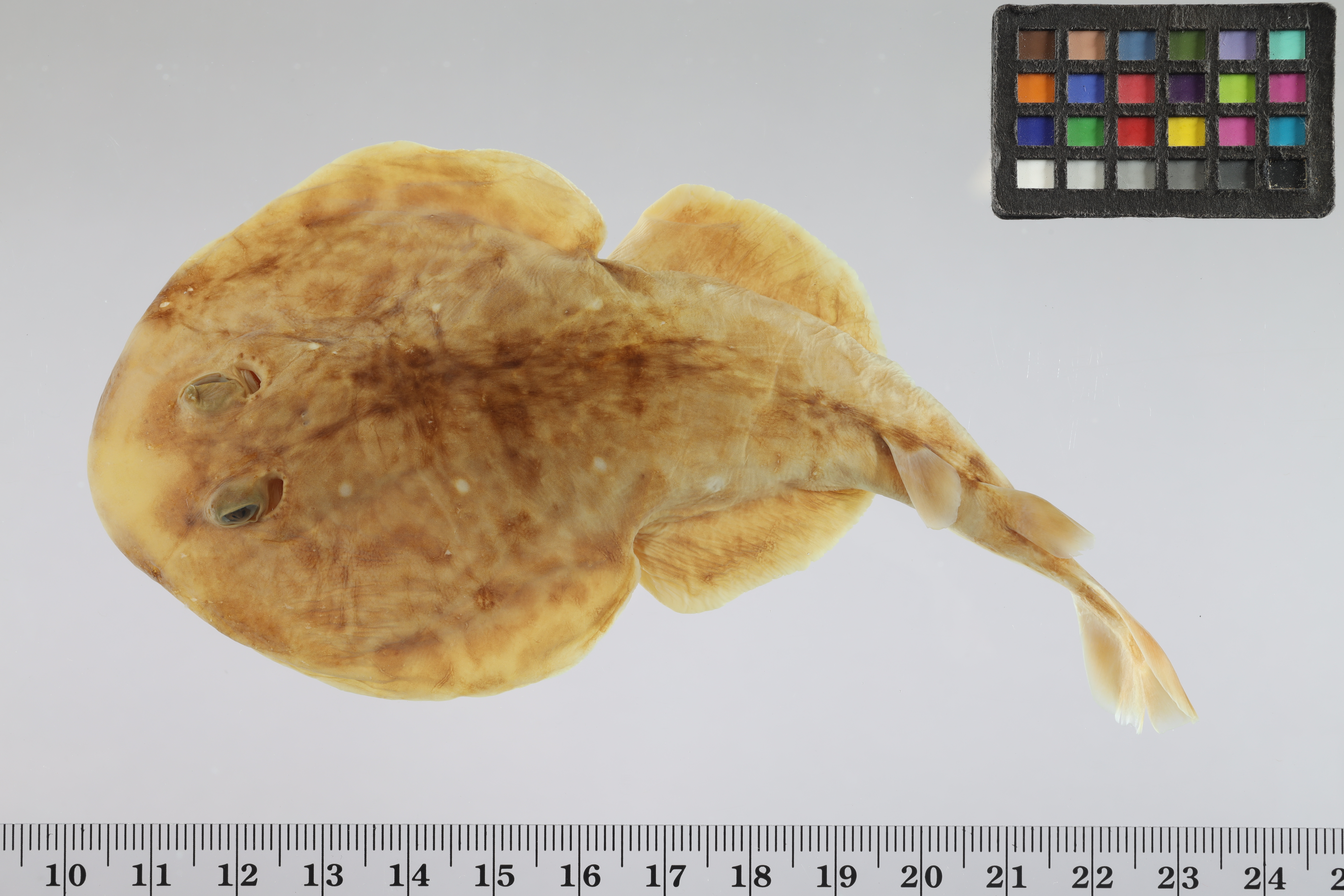 Painted dwarf electric ray (Diplobatis pictus) — Narcinidae — 4