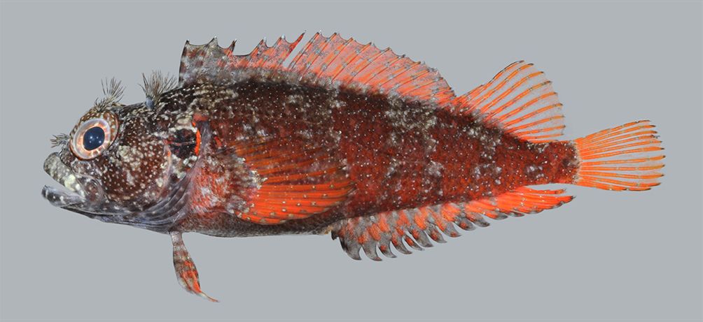 Mimic blenny (Gobioclinus guppyi) — Labrisomidae — 2