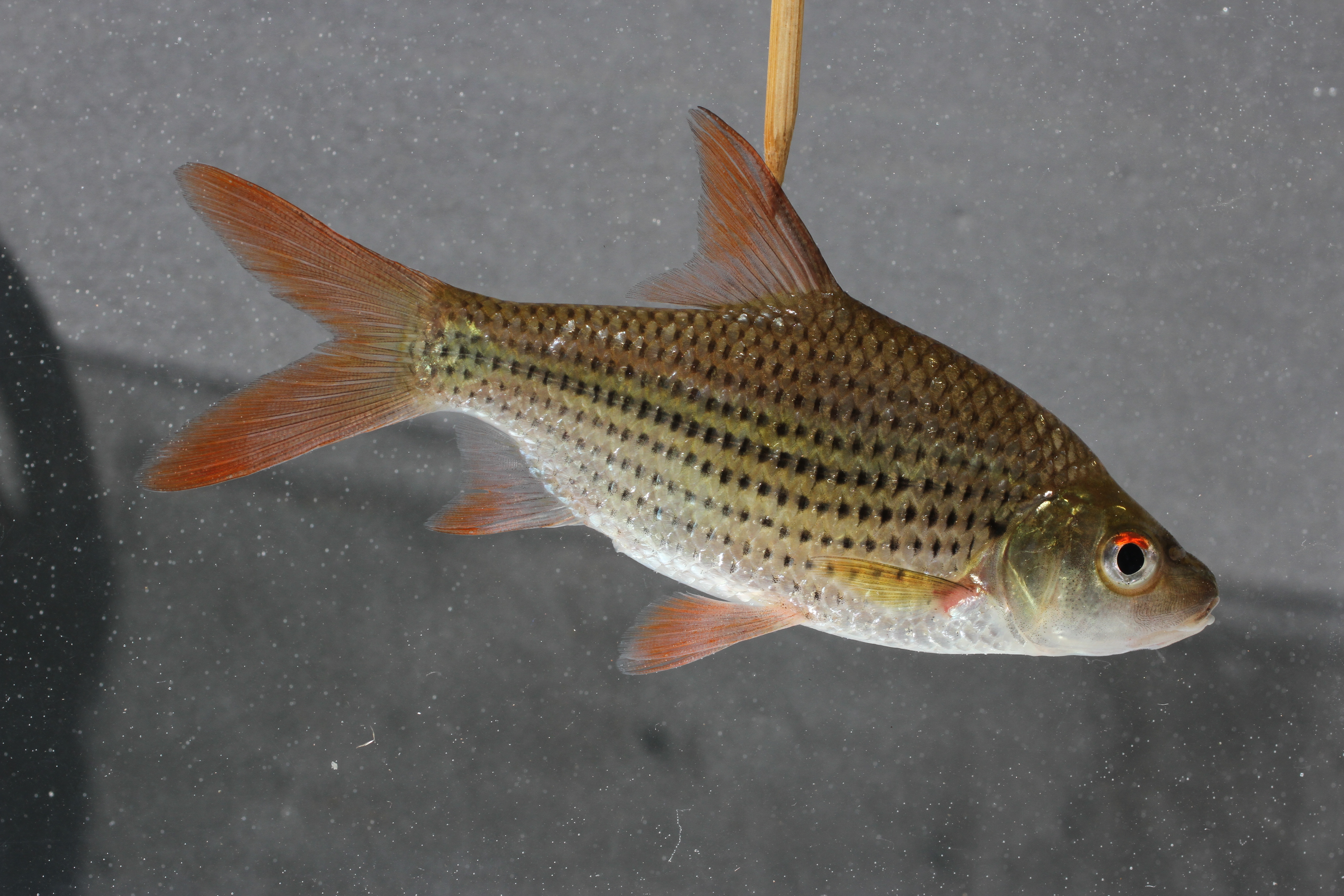 Barbel-less chemperas (Cyclocheilichthys apogon) — Cyprinidae — 3