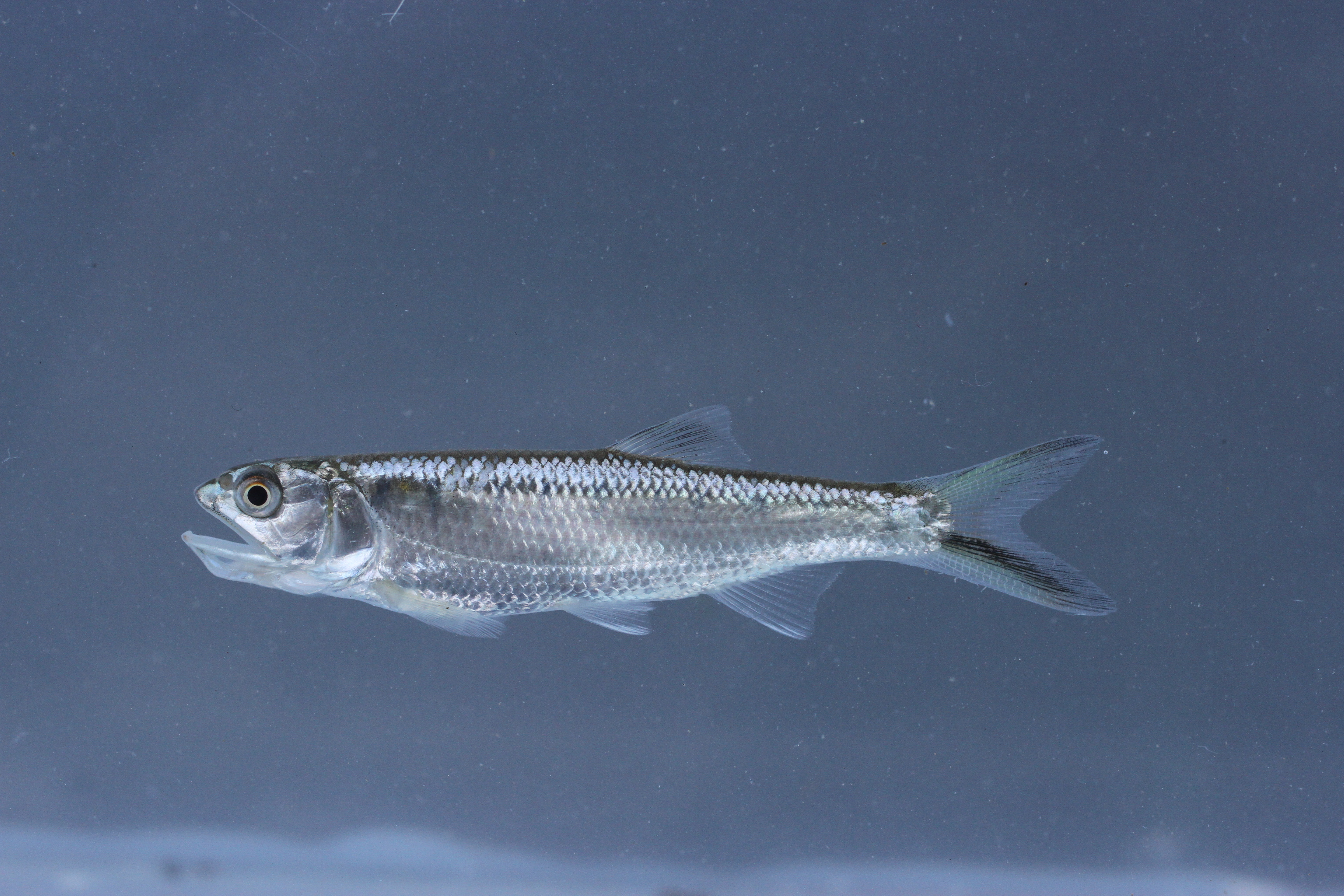 Aziatische roofbarbeel (Raiamas guttatus) — Cyprinidae — 5