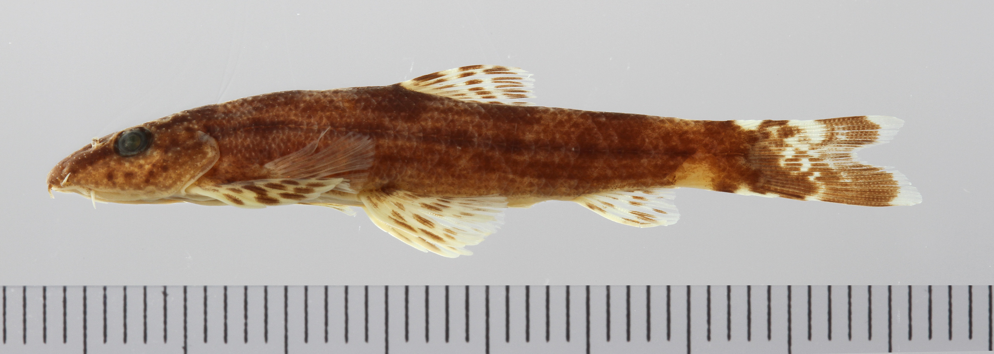 Homalopteroides modestus